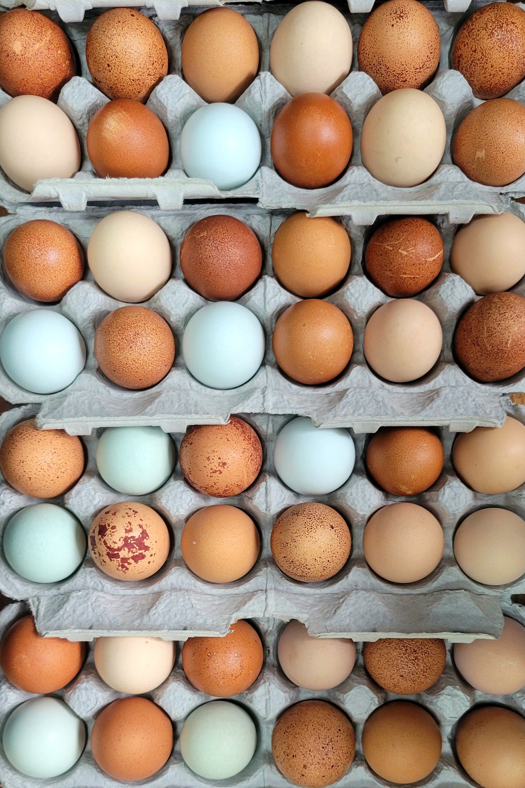 Lilly's Eggs - Brown, Heirloom & Green Eggs from Fillmore, CA