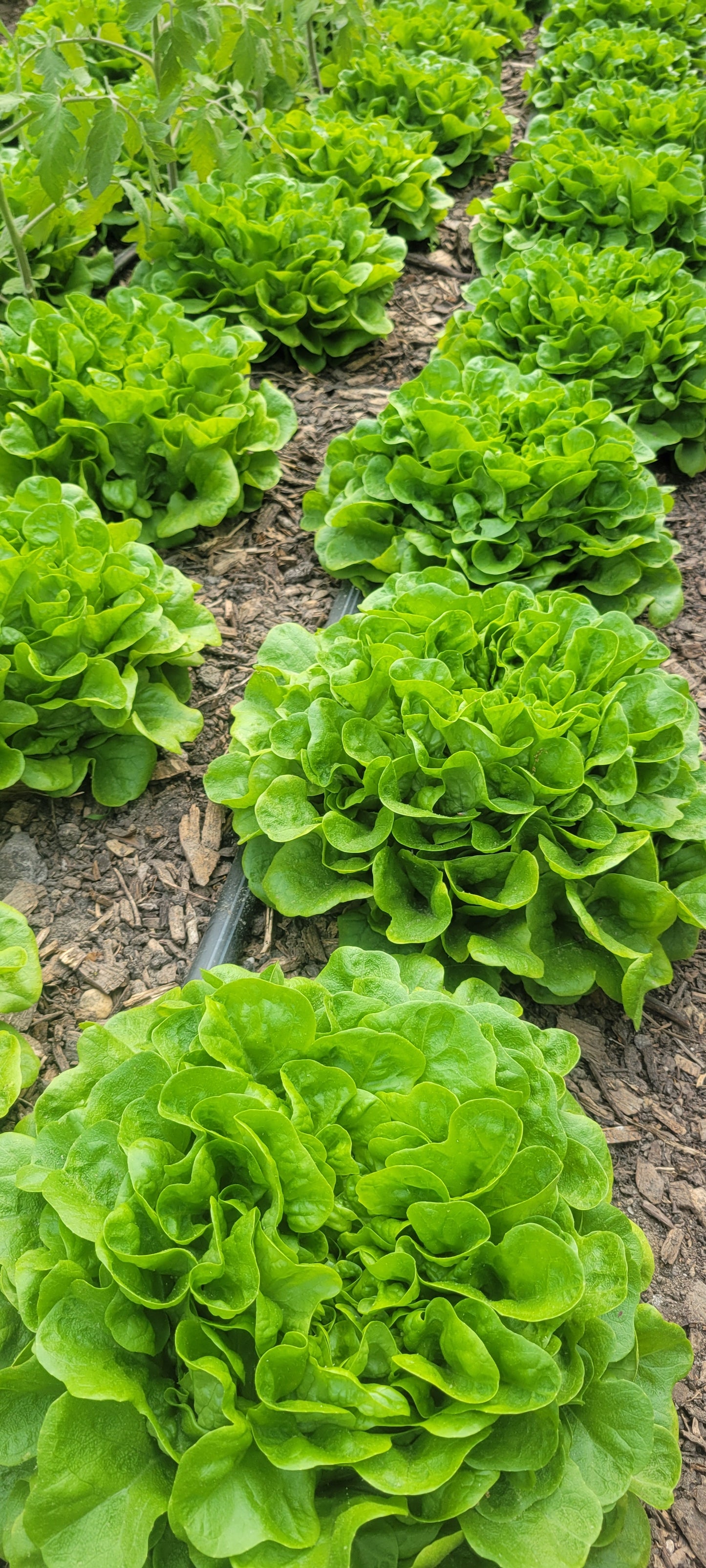 Lettuce Mix