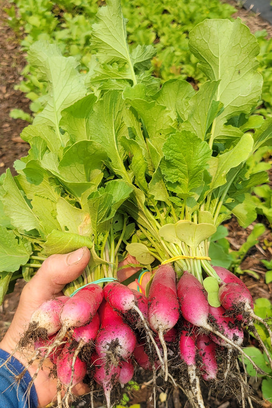 Radishes