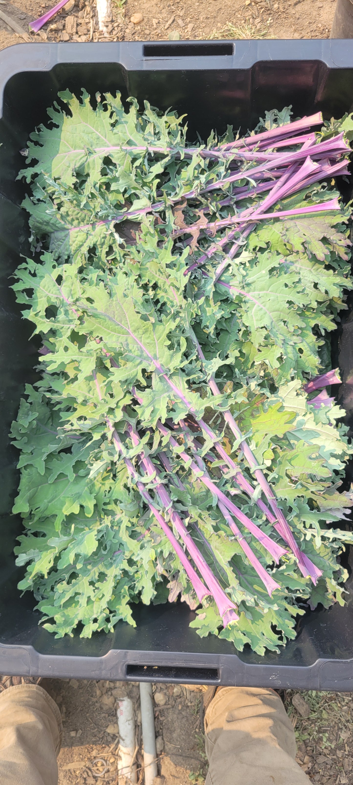 Kale