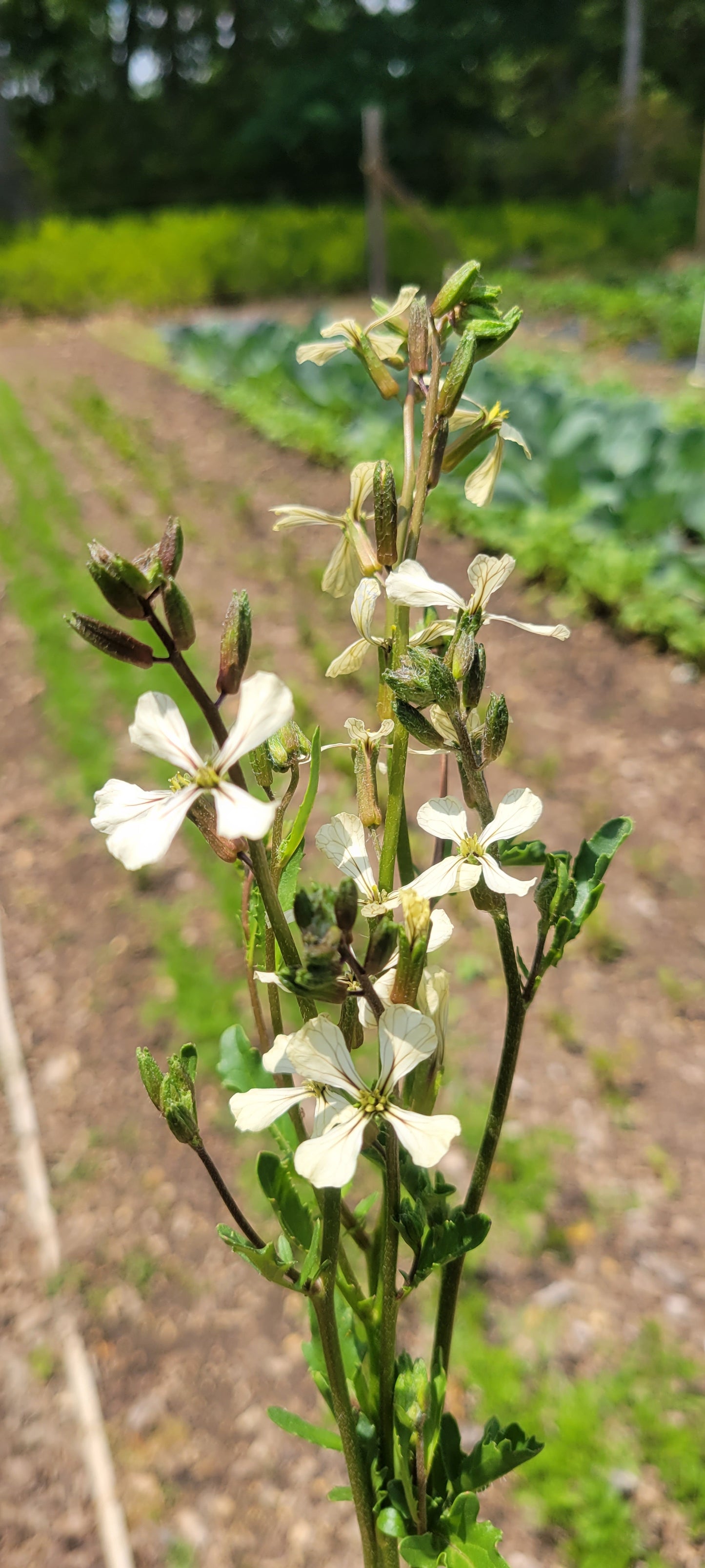 Edible Vegetable Flowers