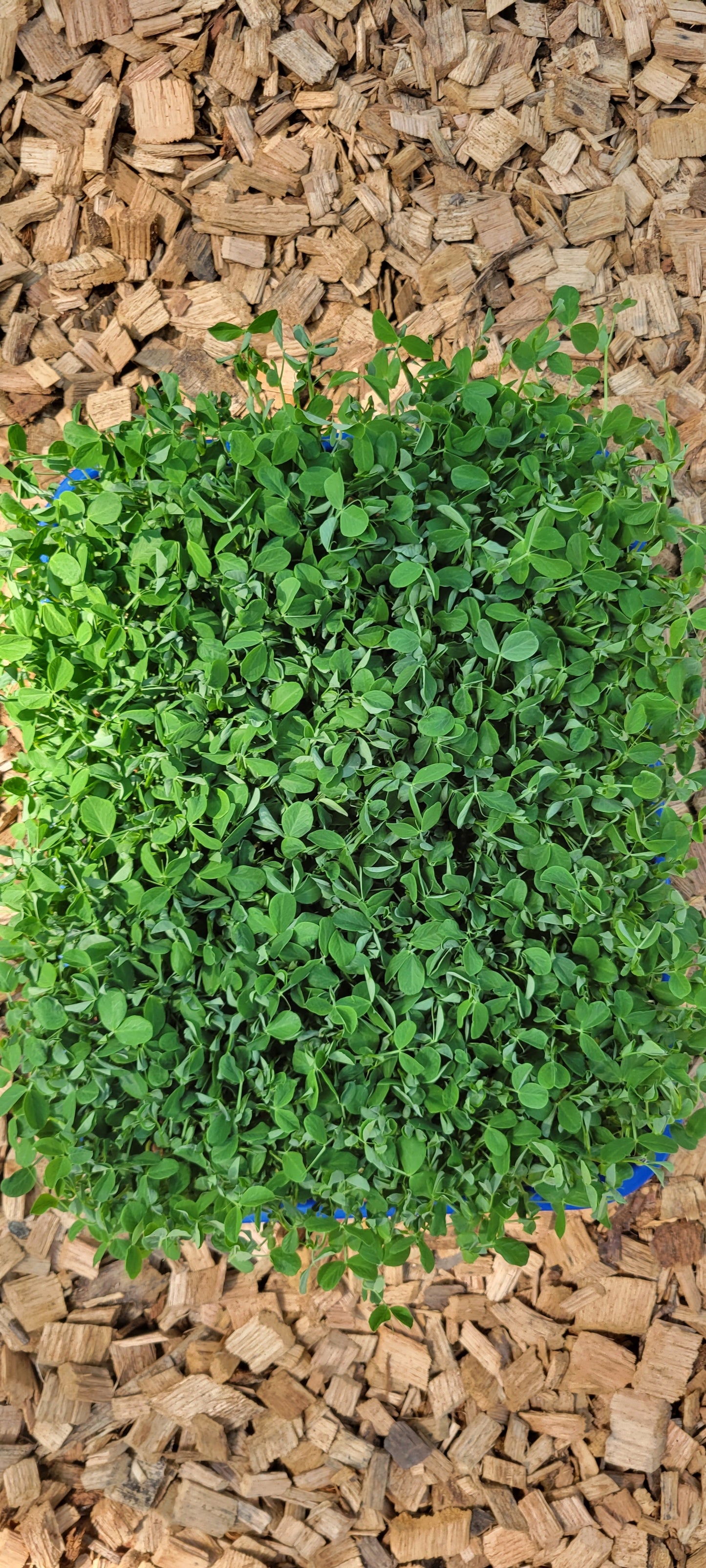 Speckled Pea Microgreens