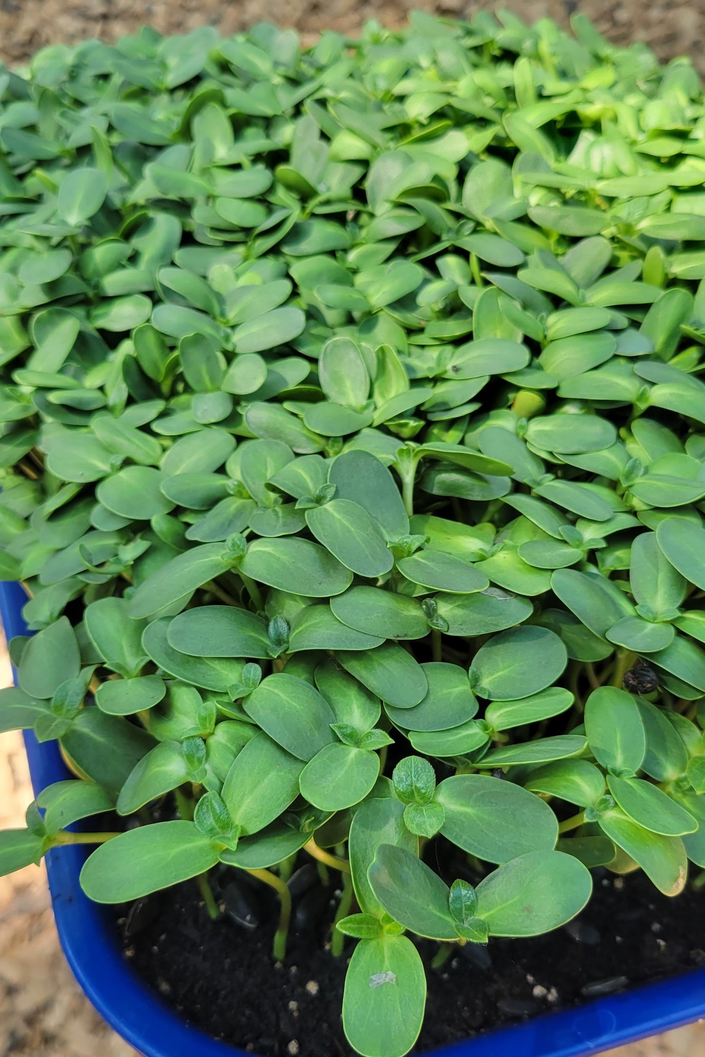 Salad Mix Microgreens