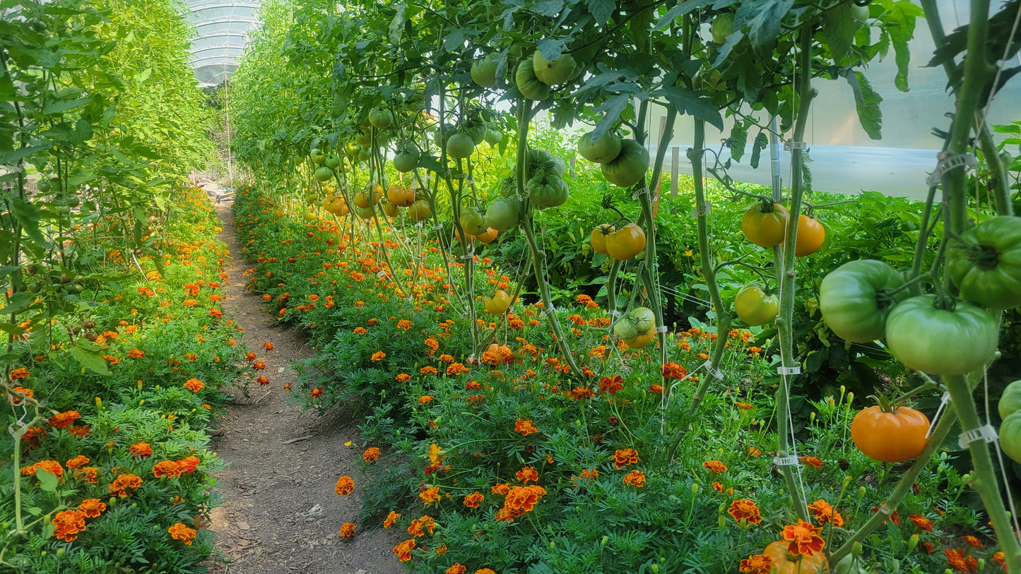 Heirloom Tomatoes