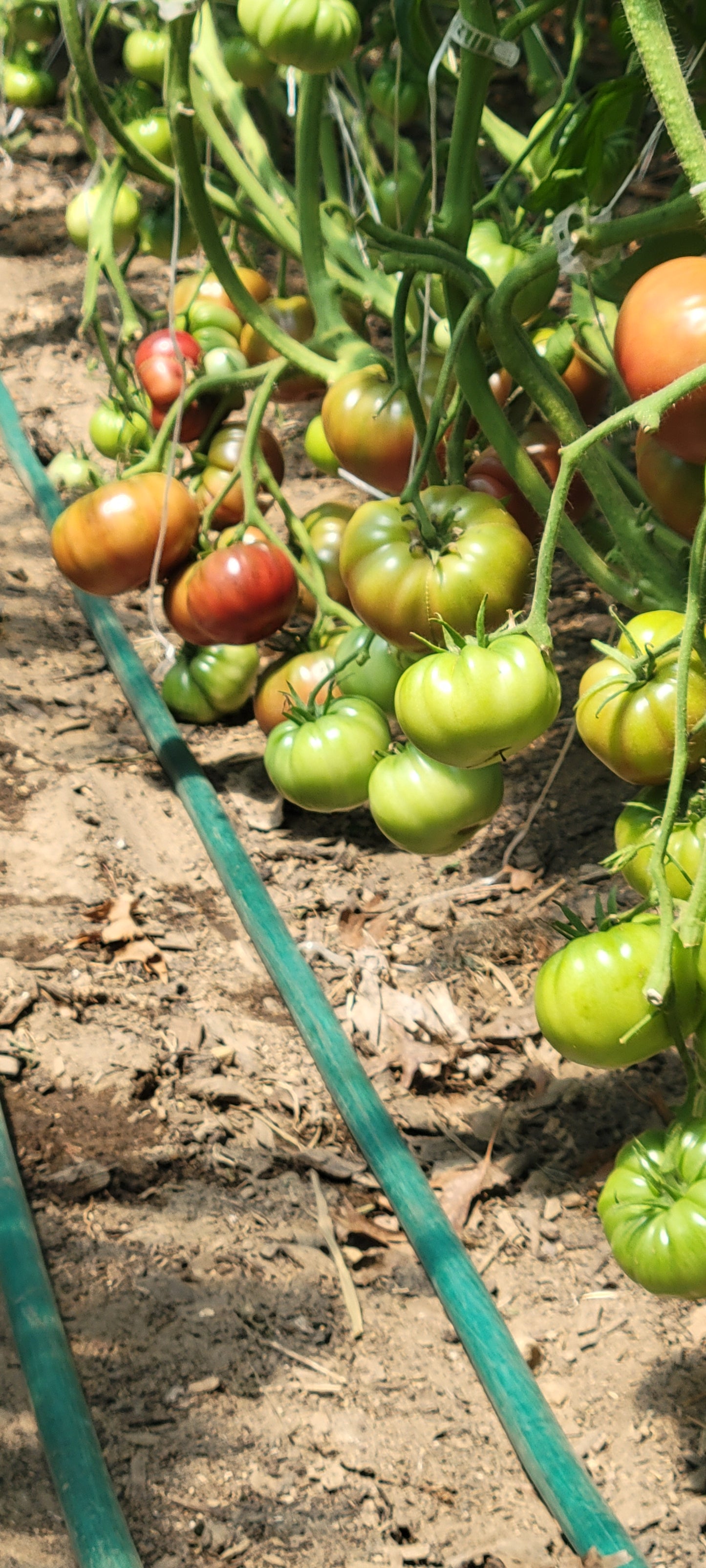 Heirloom Tomatoes