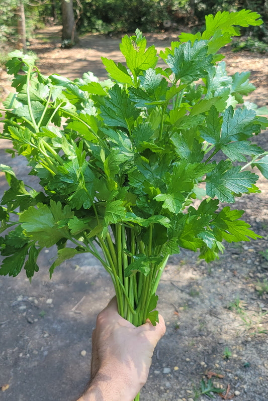 Parsley