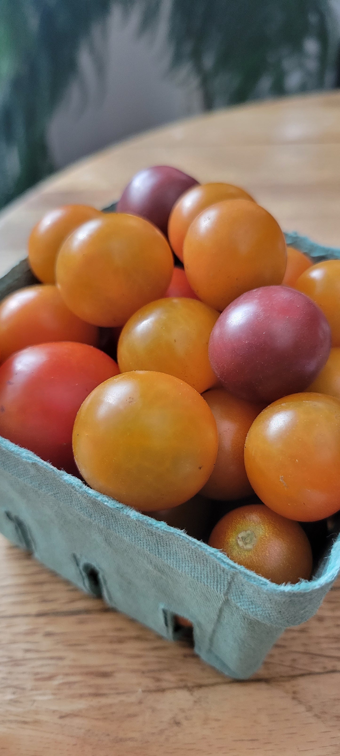 Cherry Tomatoes