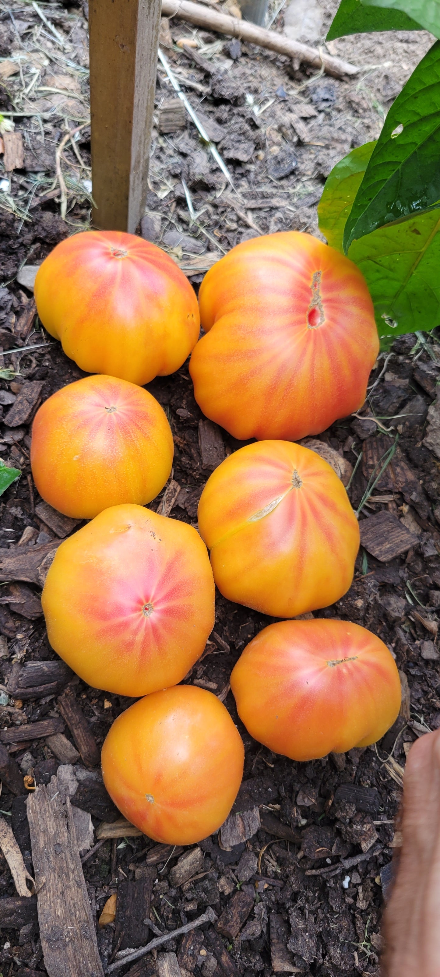 Heirloom Tomatoes