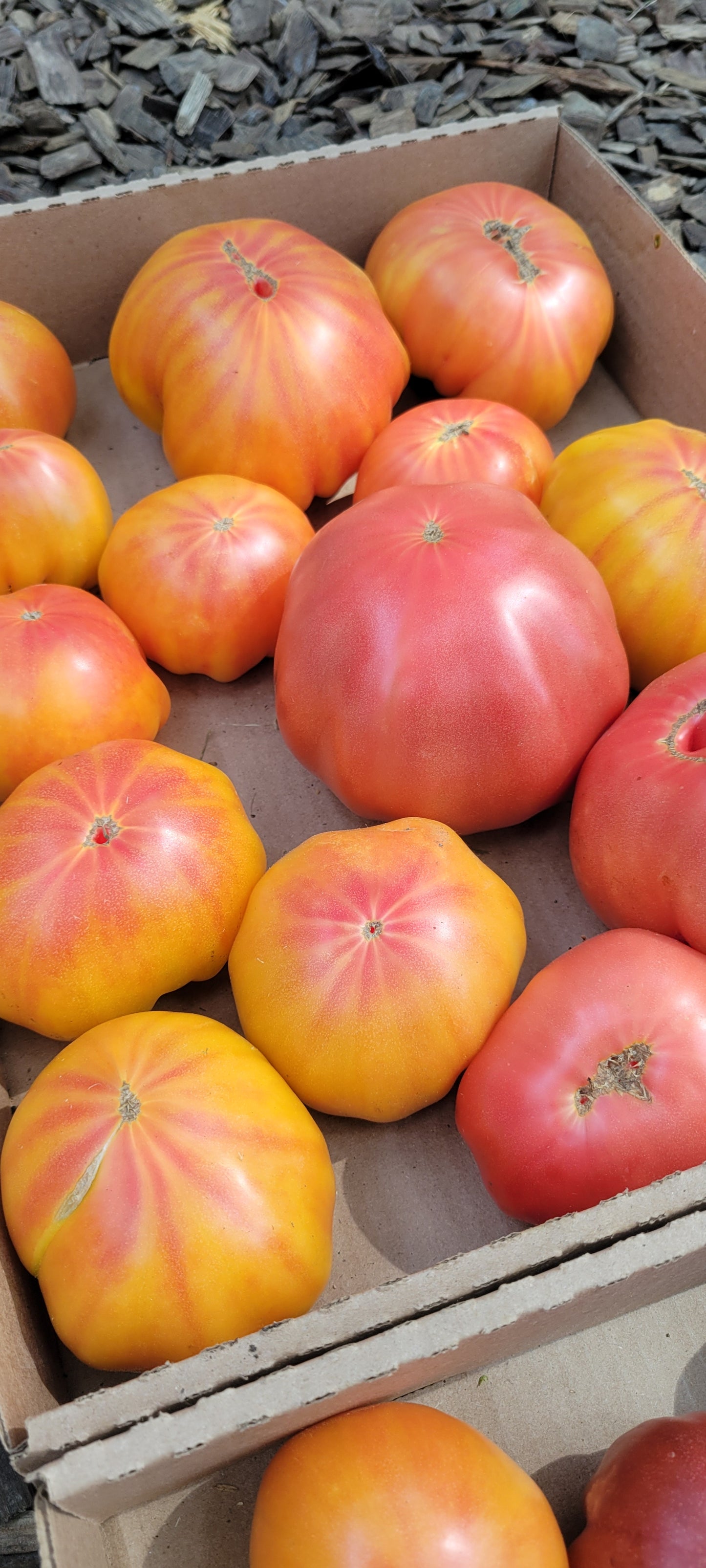 Heirloom Tomatoes