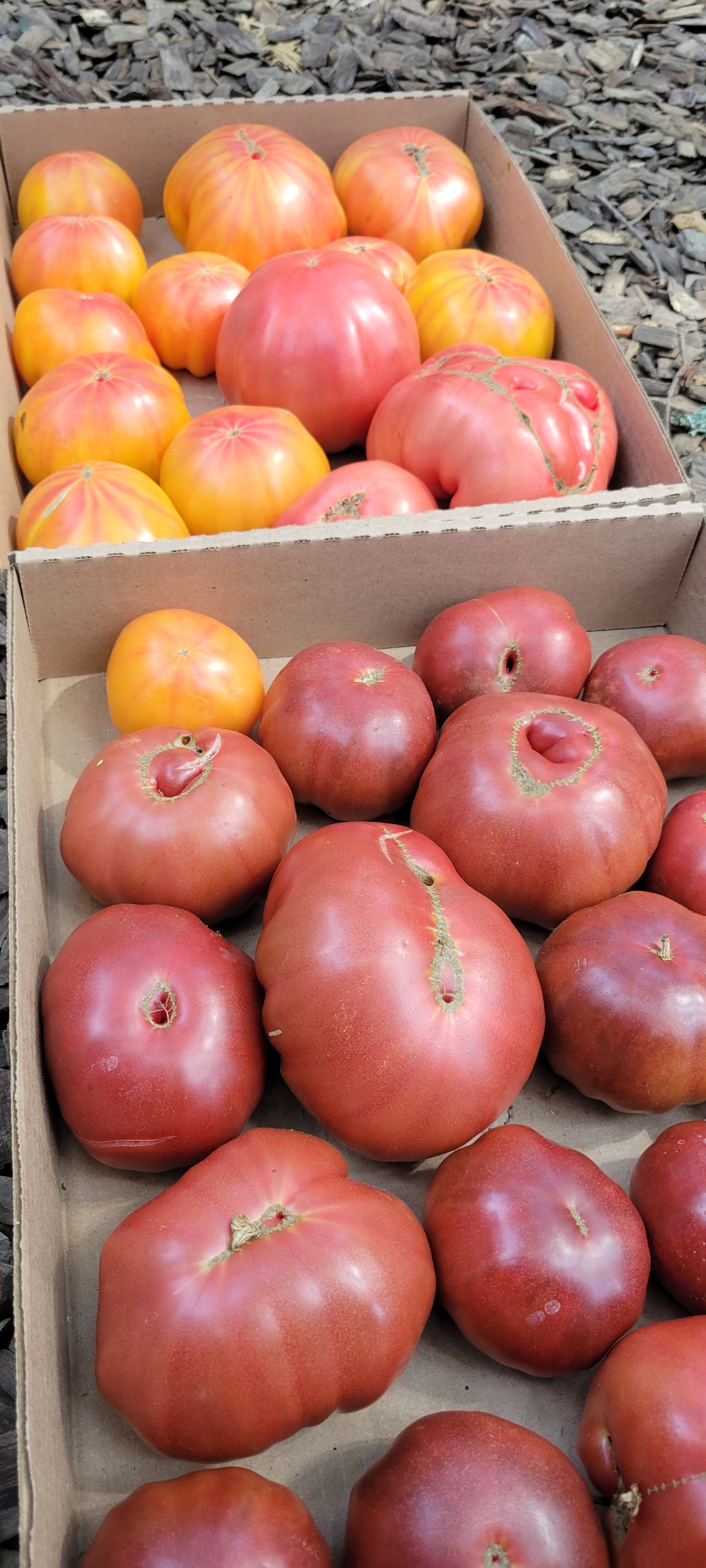 Heirloom Tomatoes