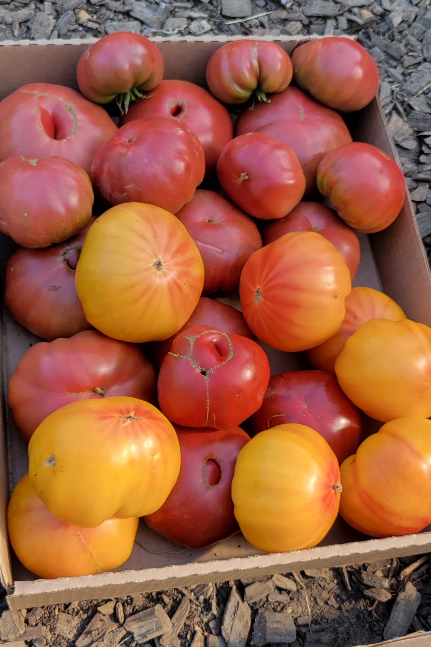 Heirloom Tomatoes