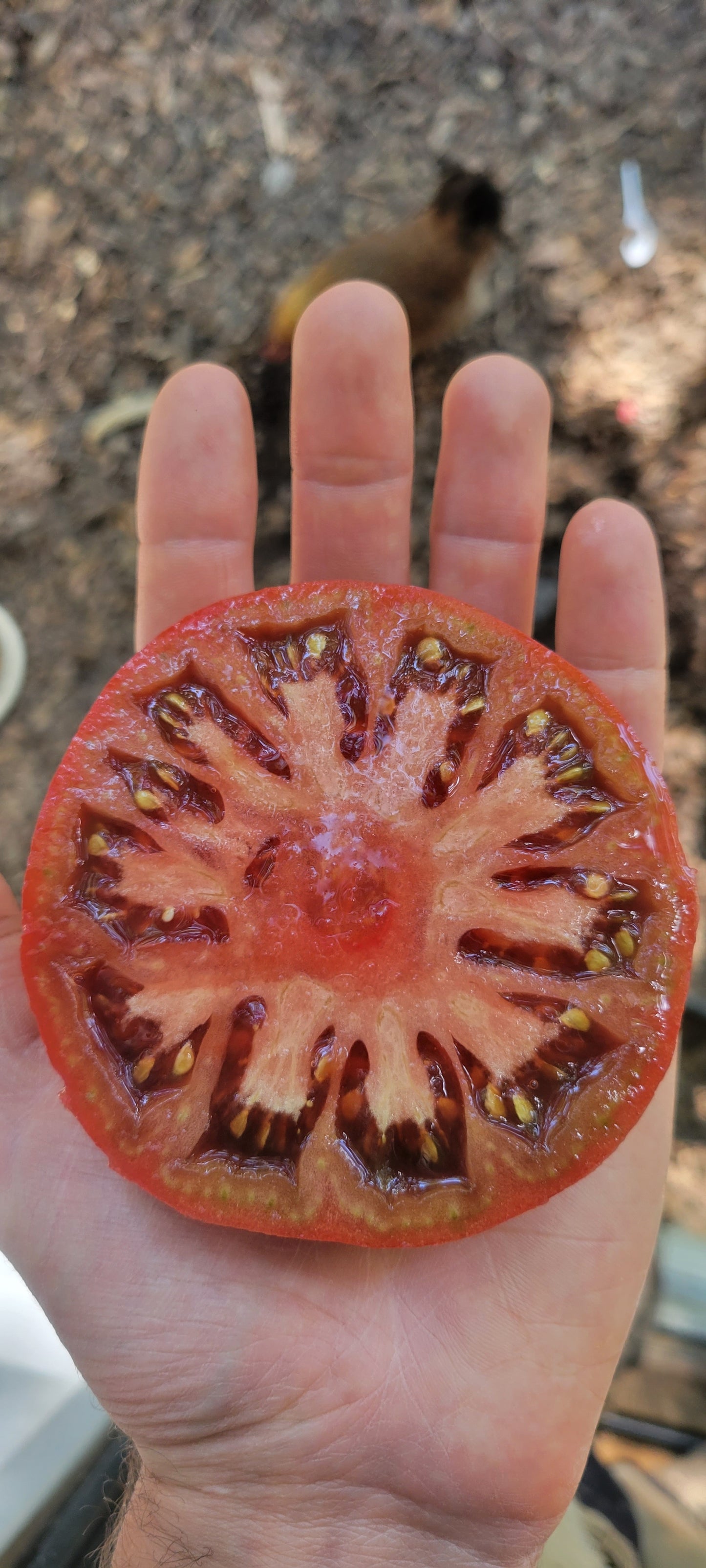 Heirloom Tomatoes