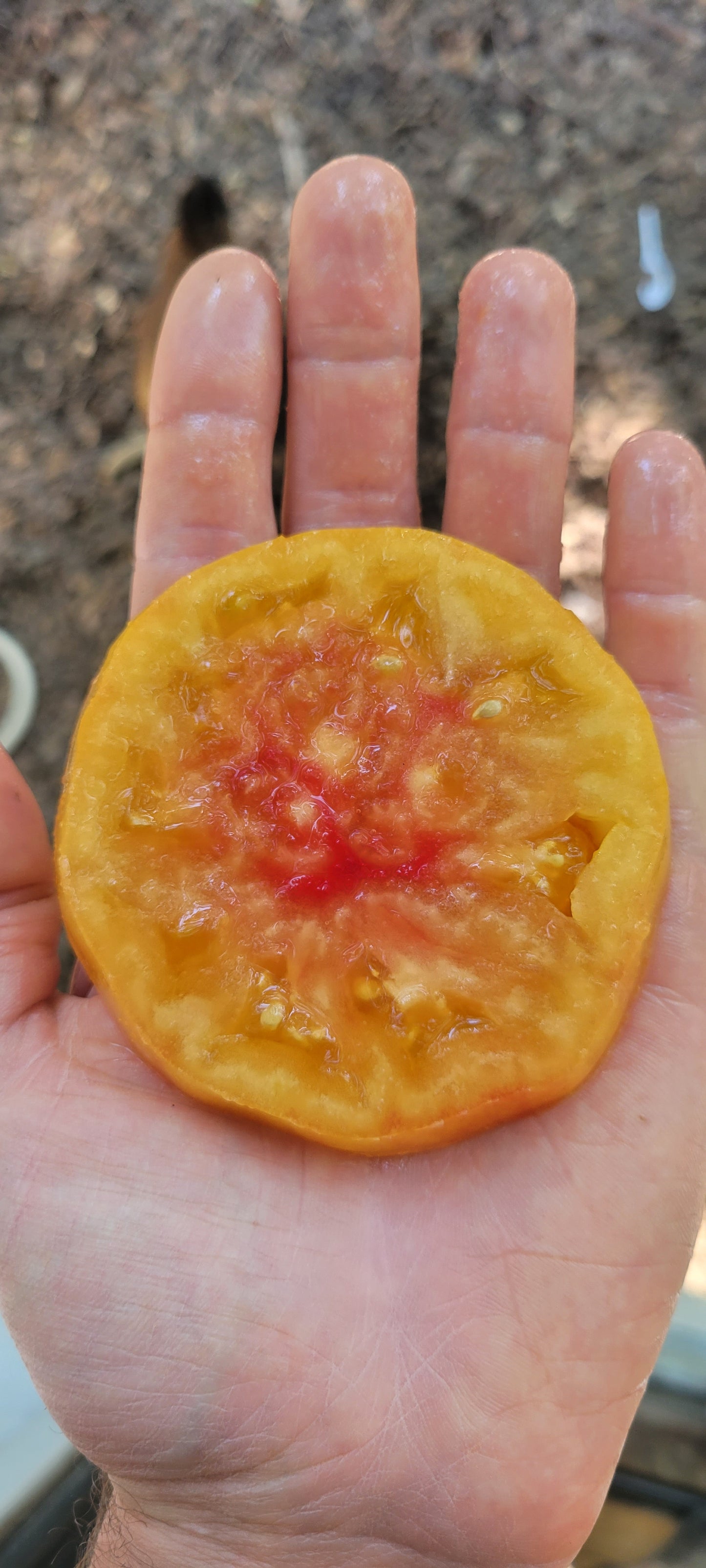 Heirloom Tomatoes