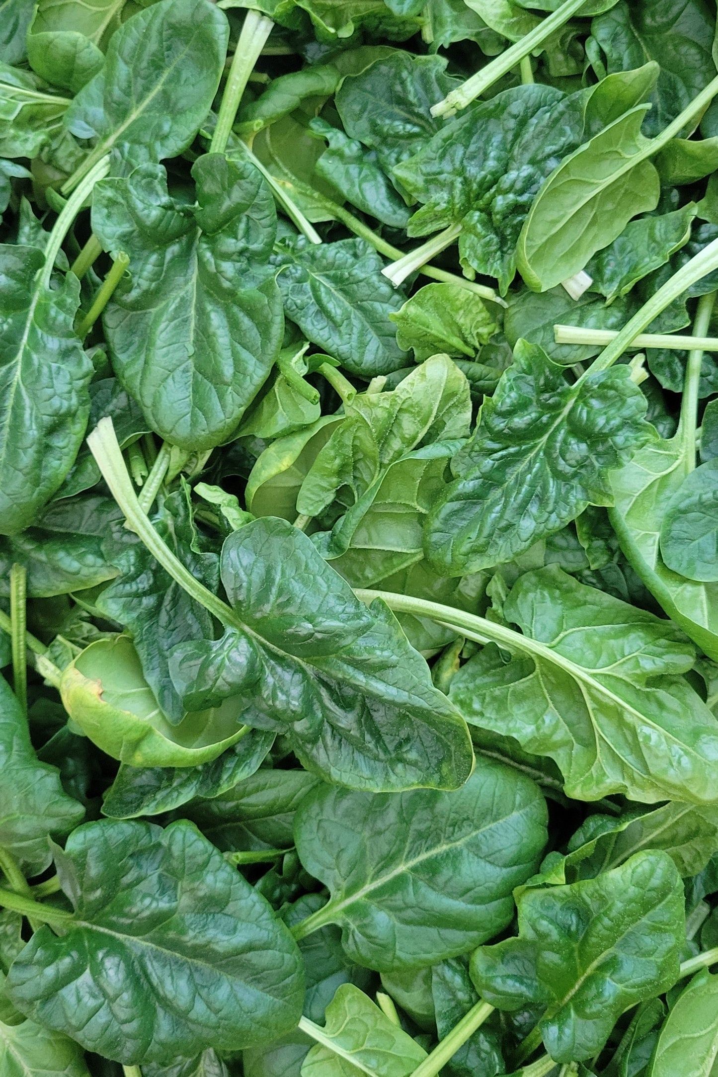 Spinach