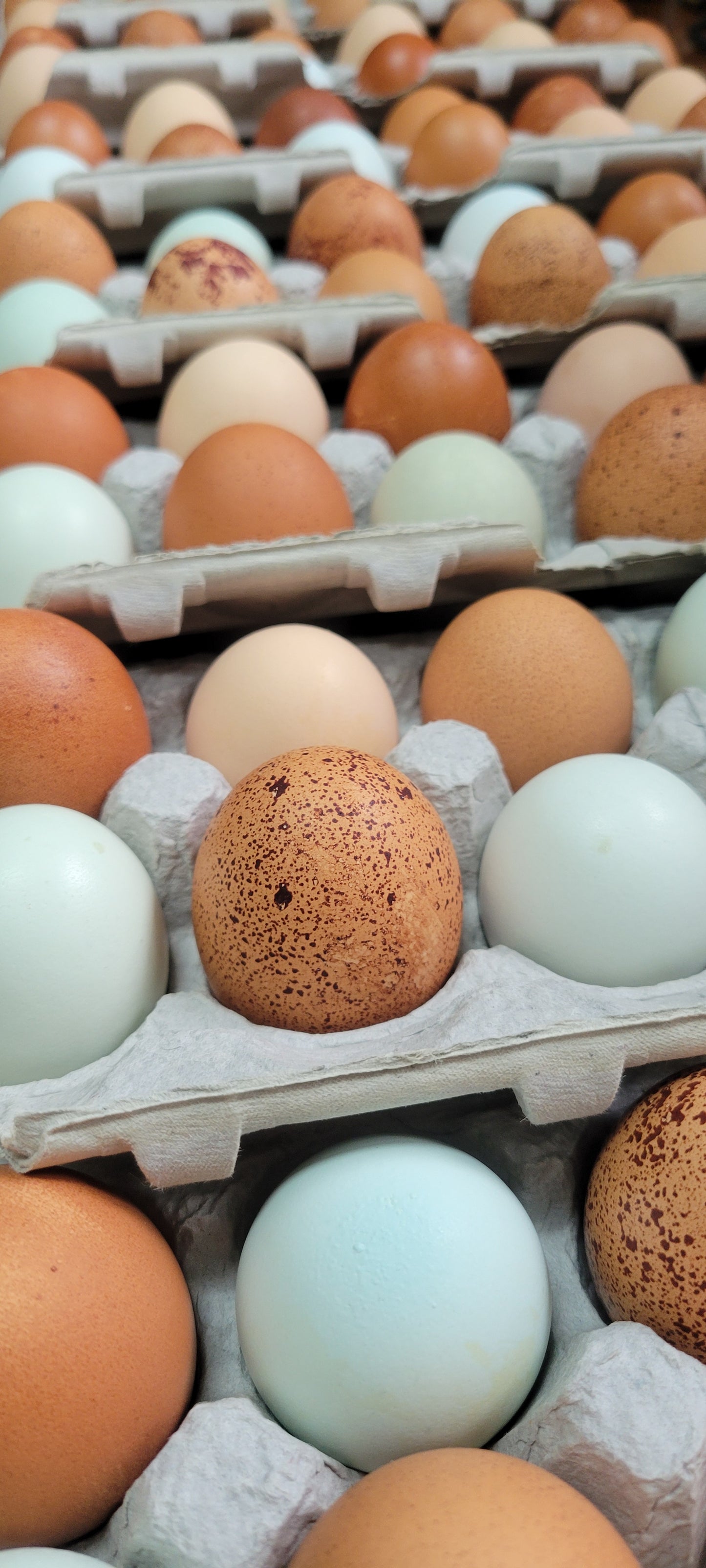 Forest Raised Eggs