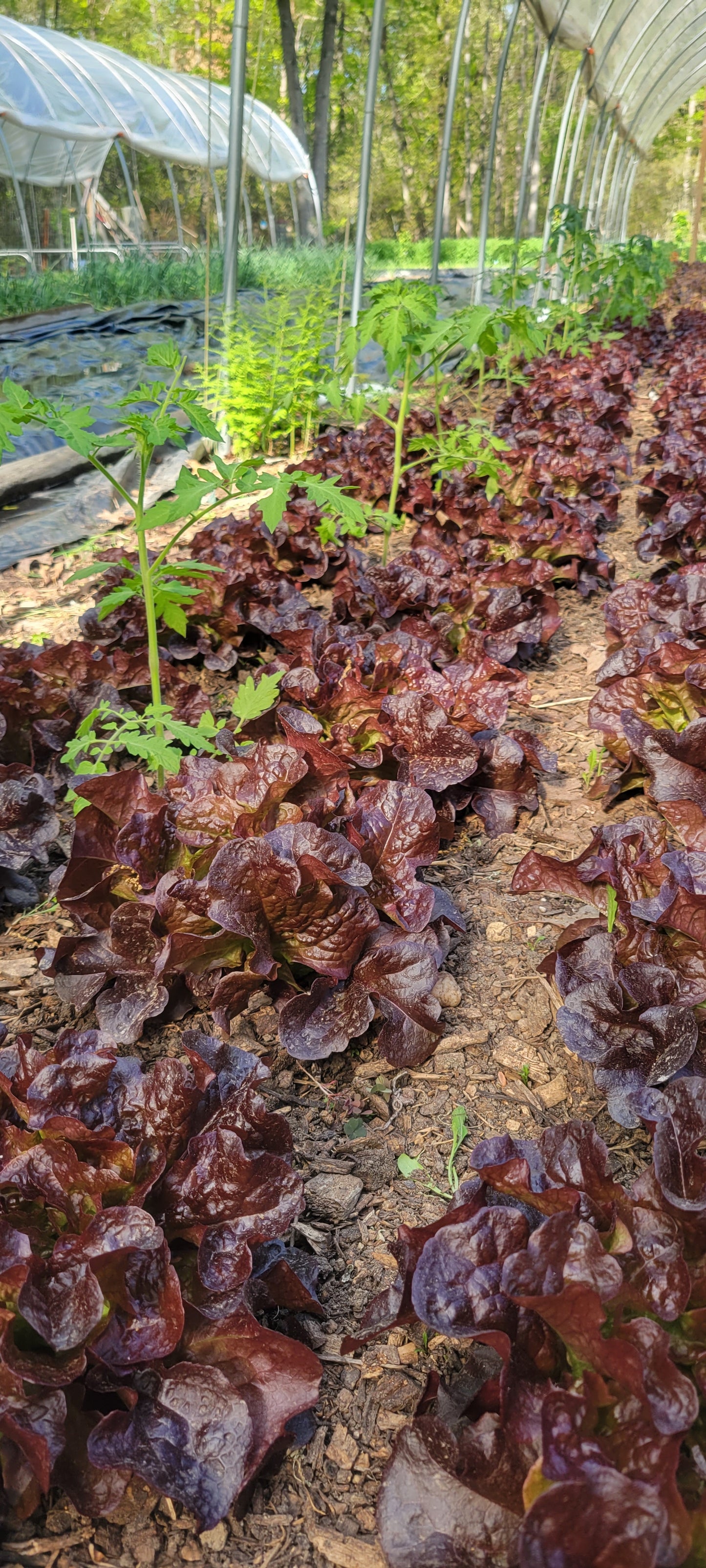 Lettuce Mix