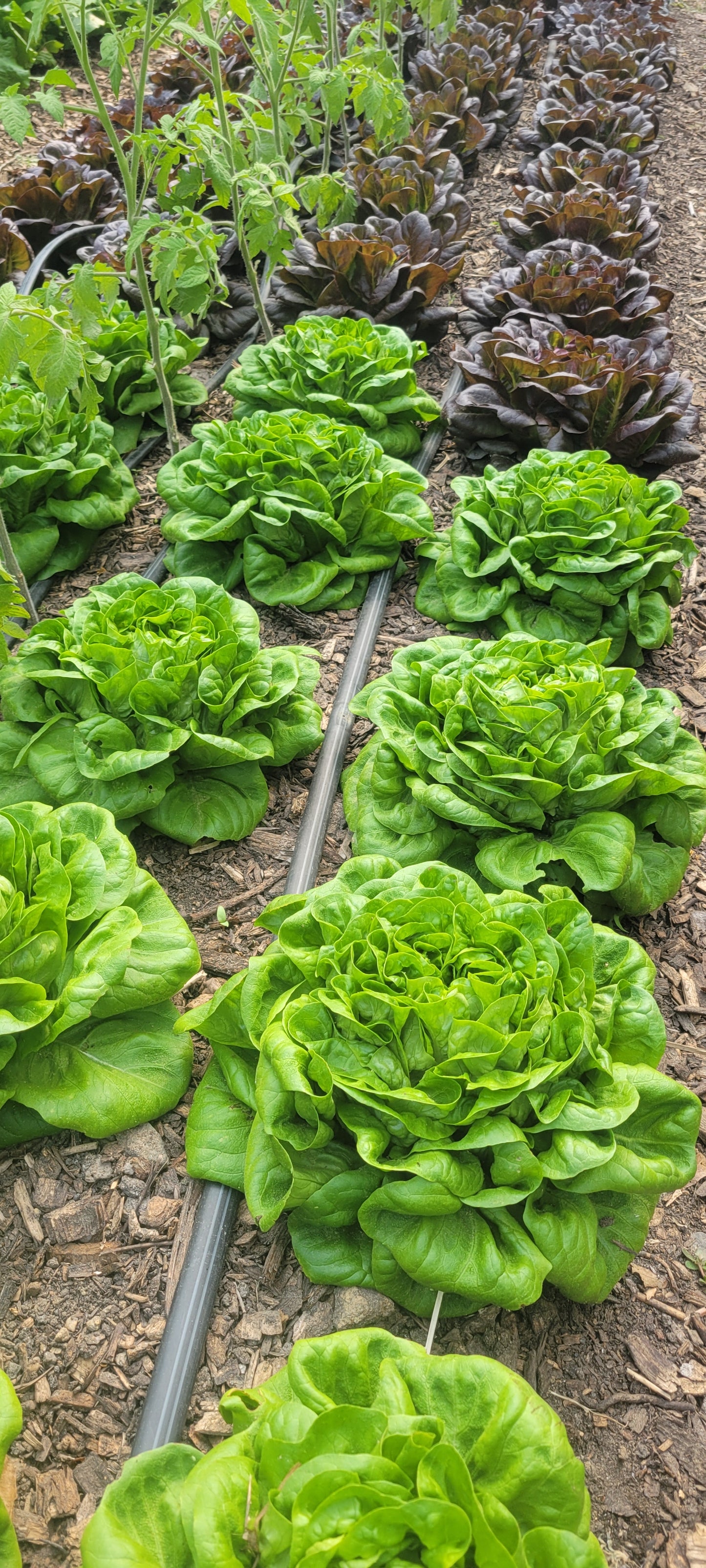 Lettuce Mix