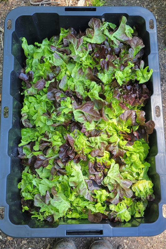 Lettuce Mix