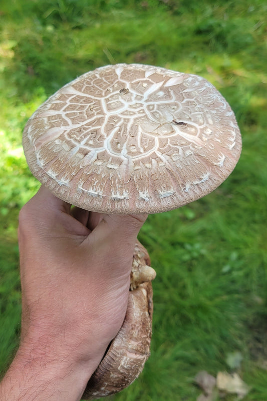 Shiitake Mushrooms