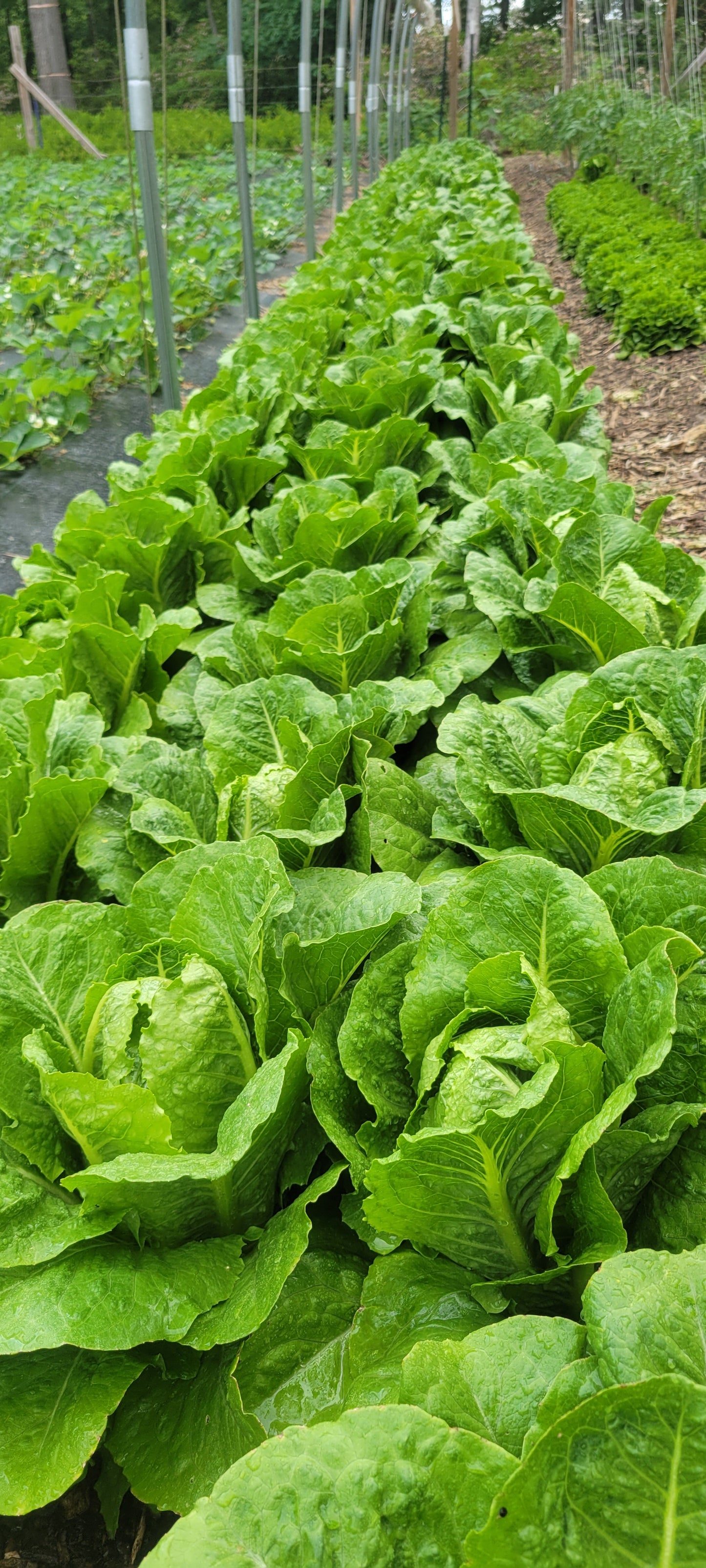 Lettuce Mix