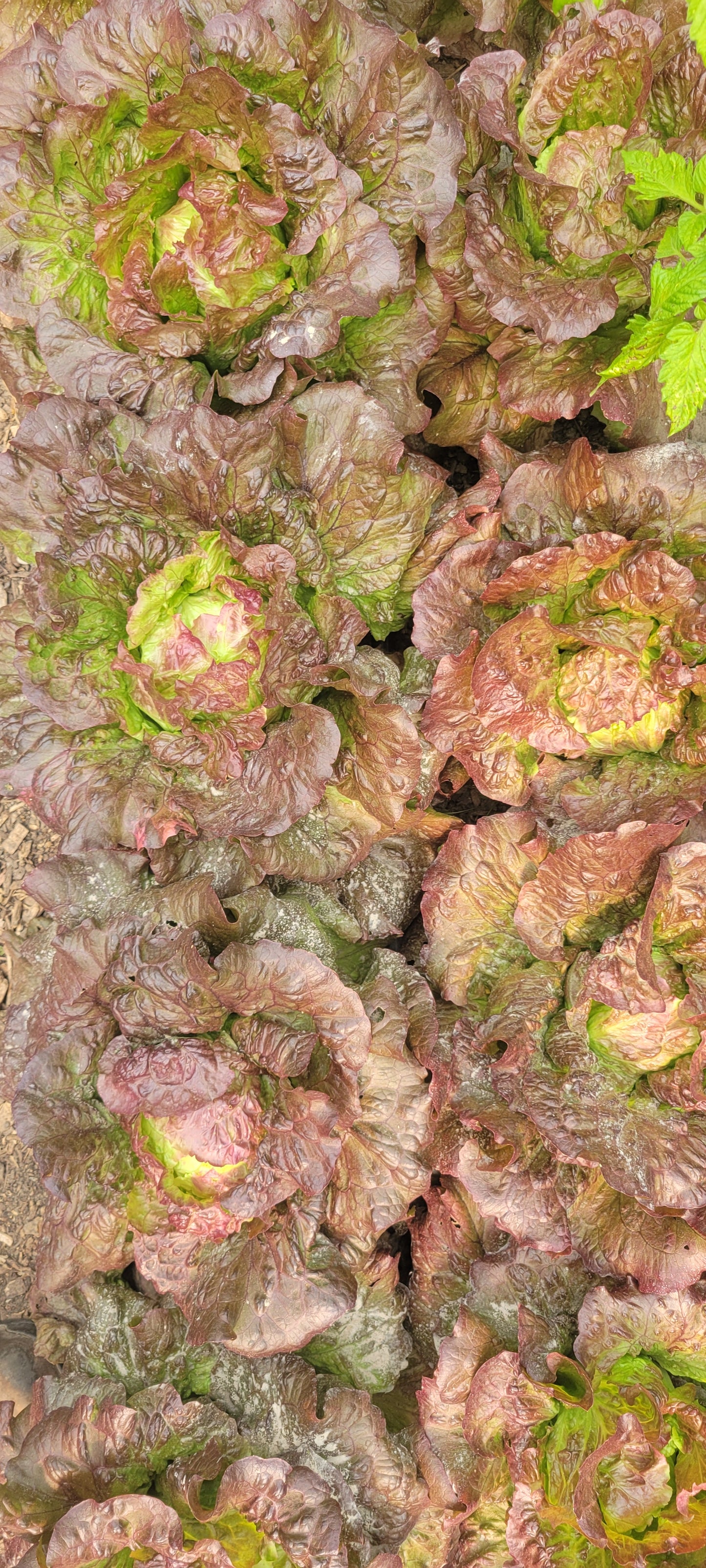 Lettuce Mix