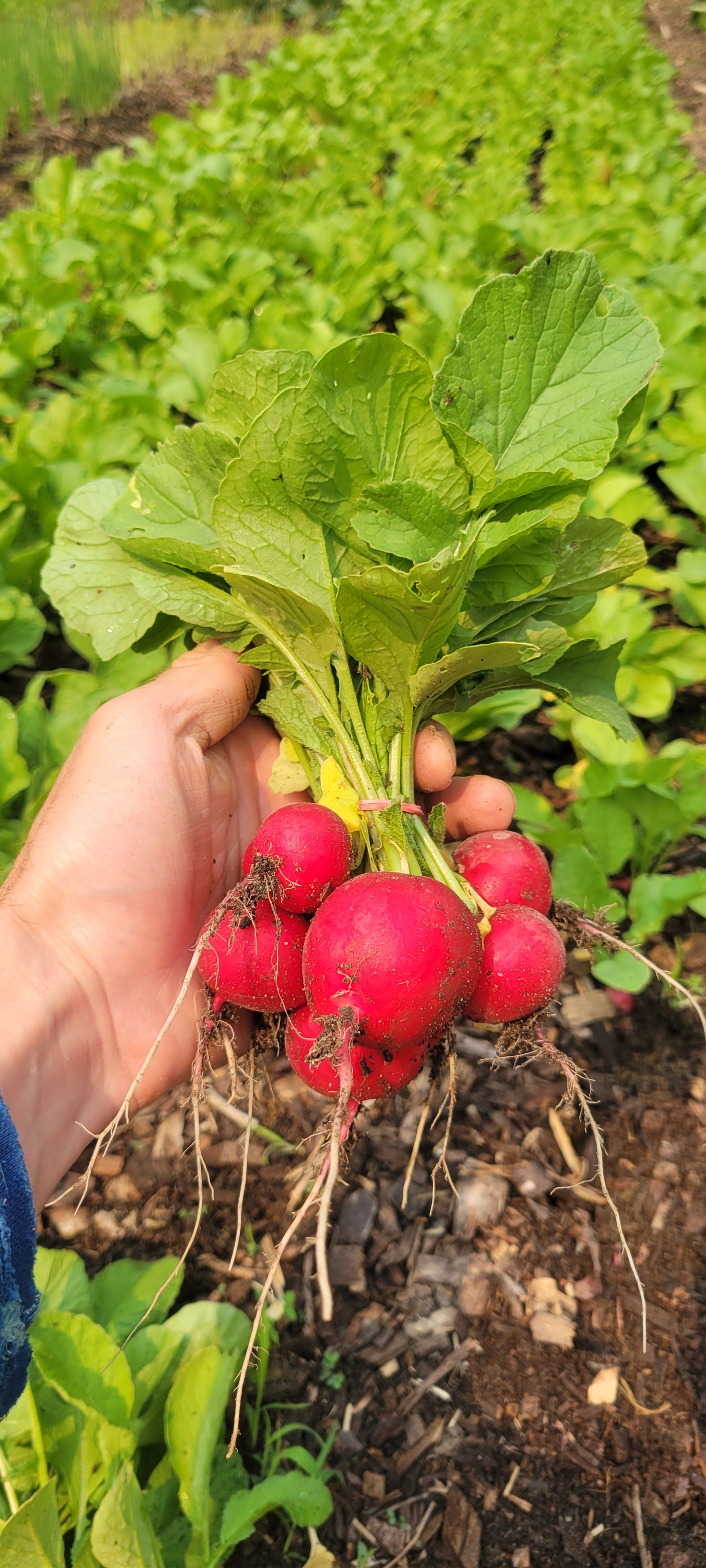 Radishes