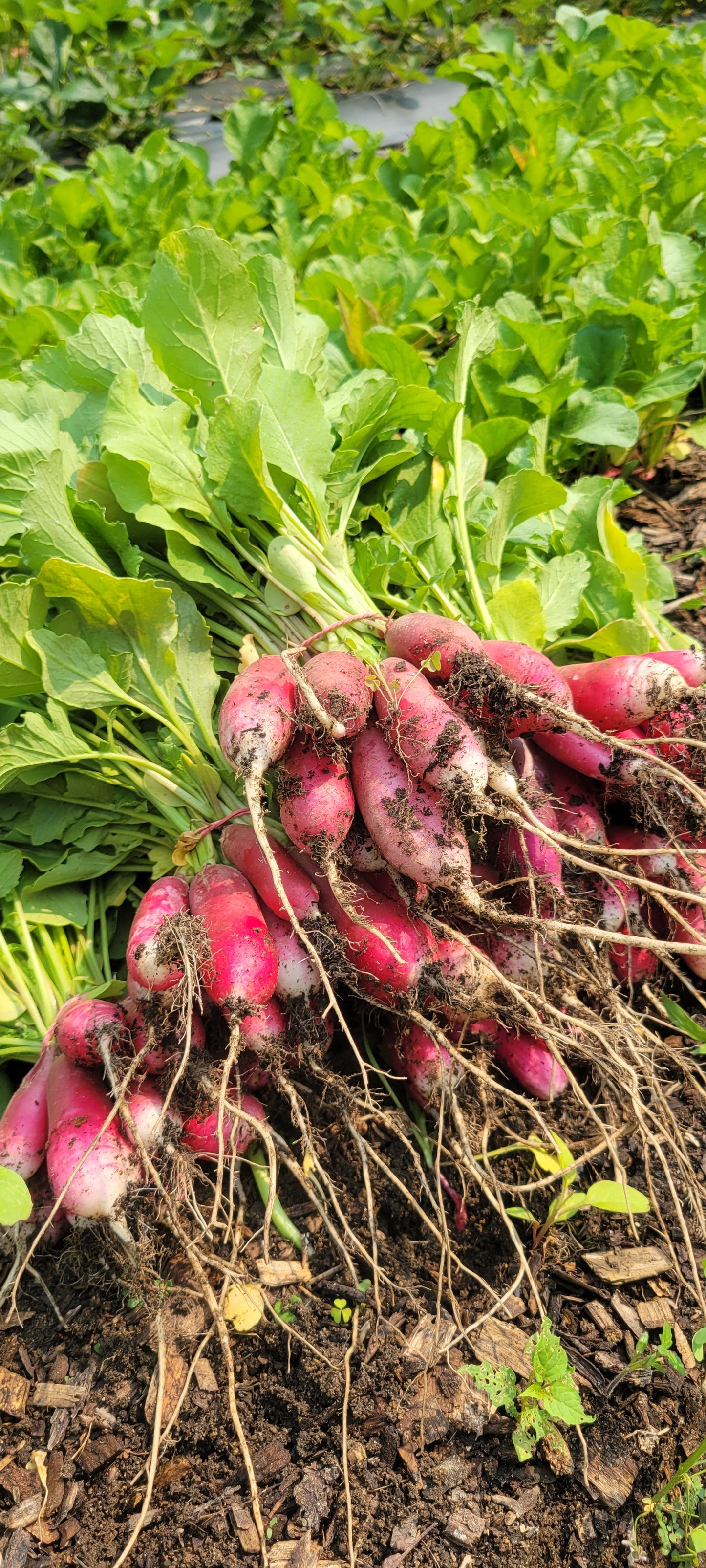 Radishes