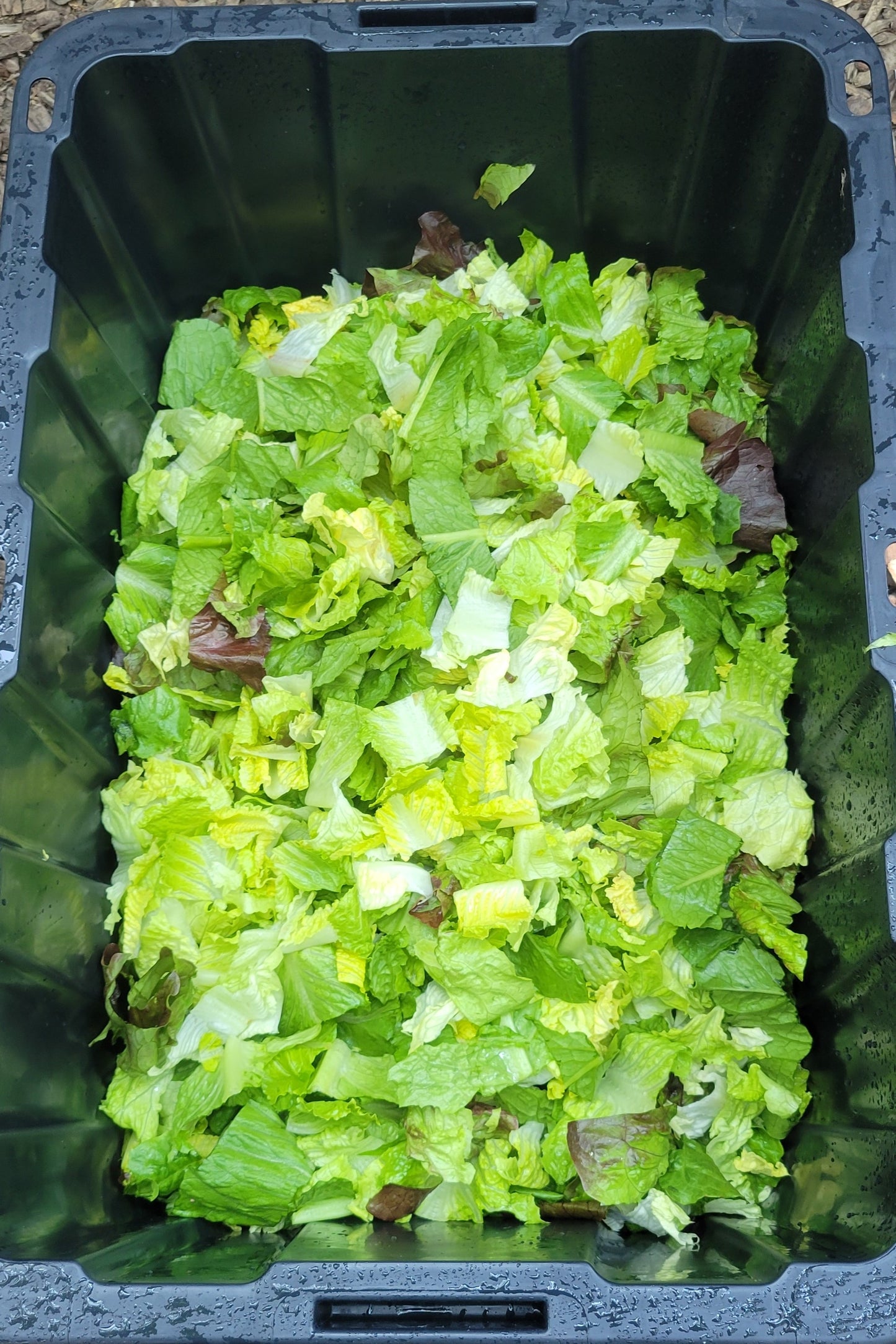 Summer Crisp Lettuce Mix