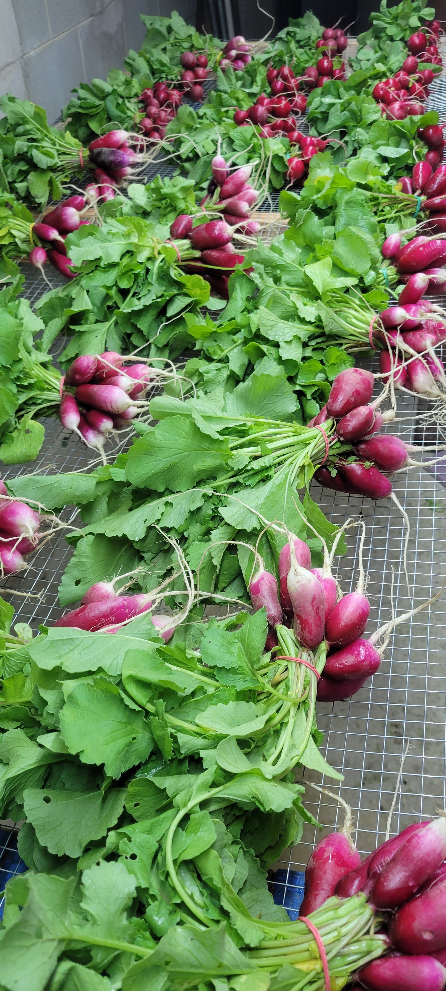 Radishes