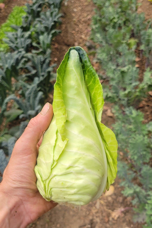 Mini Caraflex Cabbages