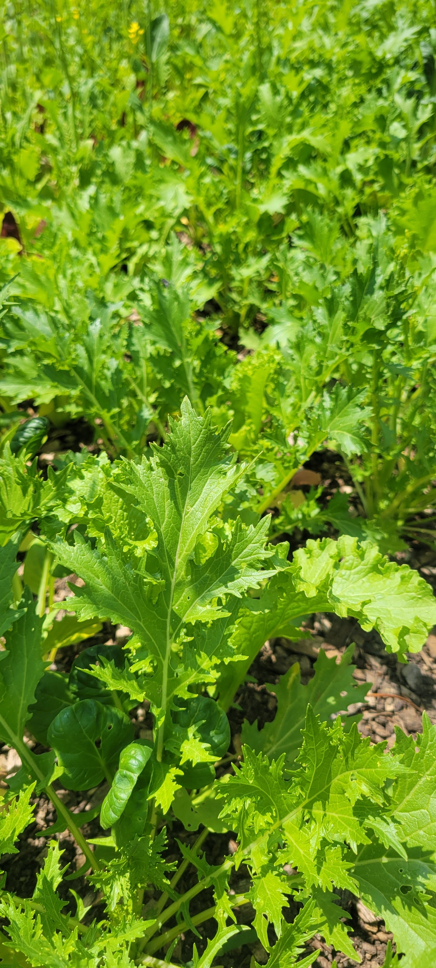 Spicy Brassica Mix