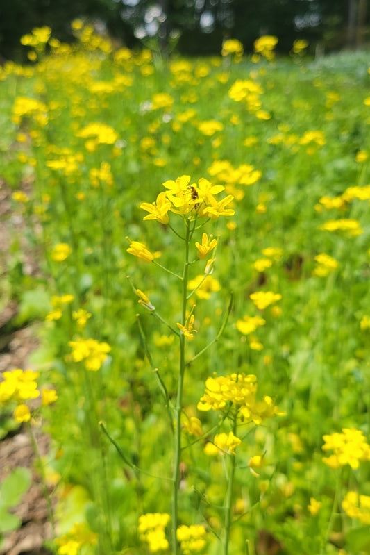 Edible Vegetable Flowers