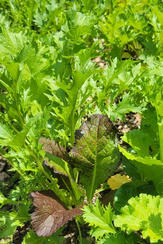 Spicy Brassica Mix