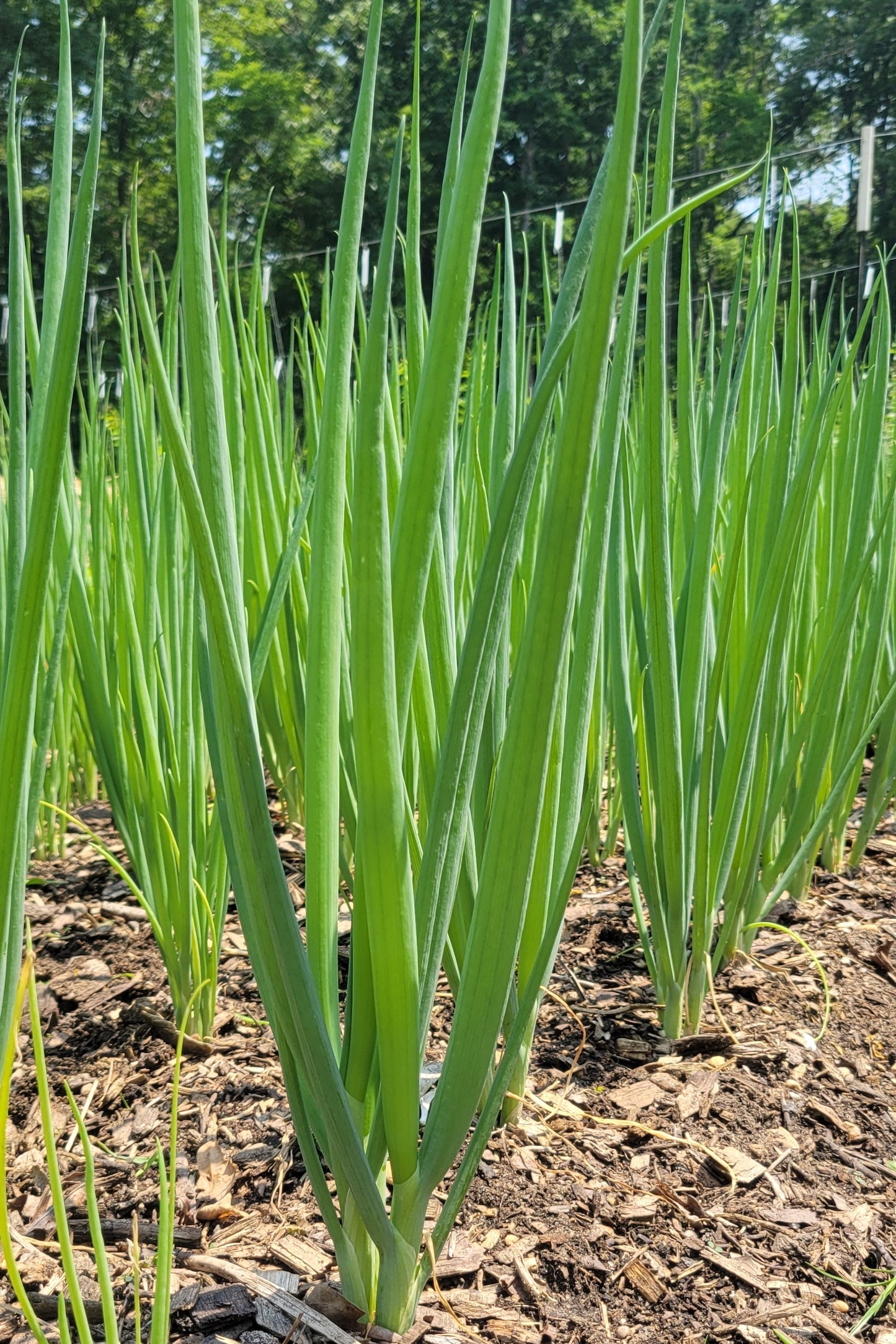 Green onions