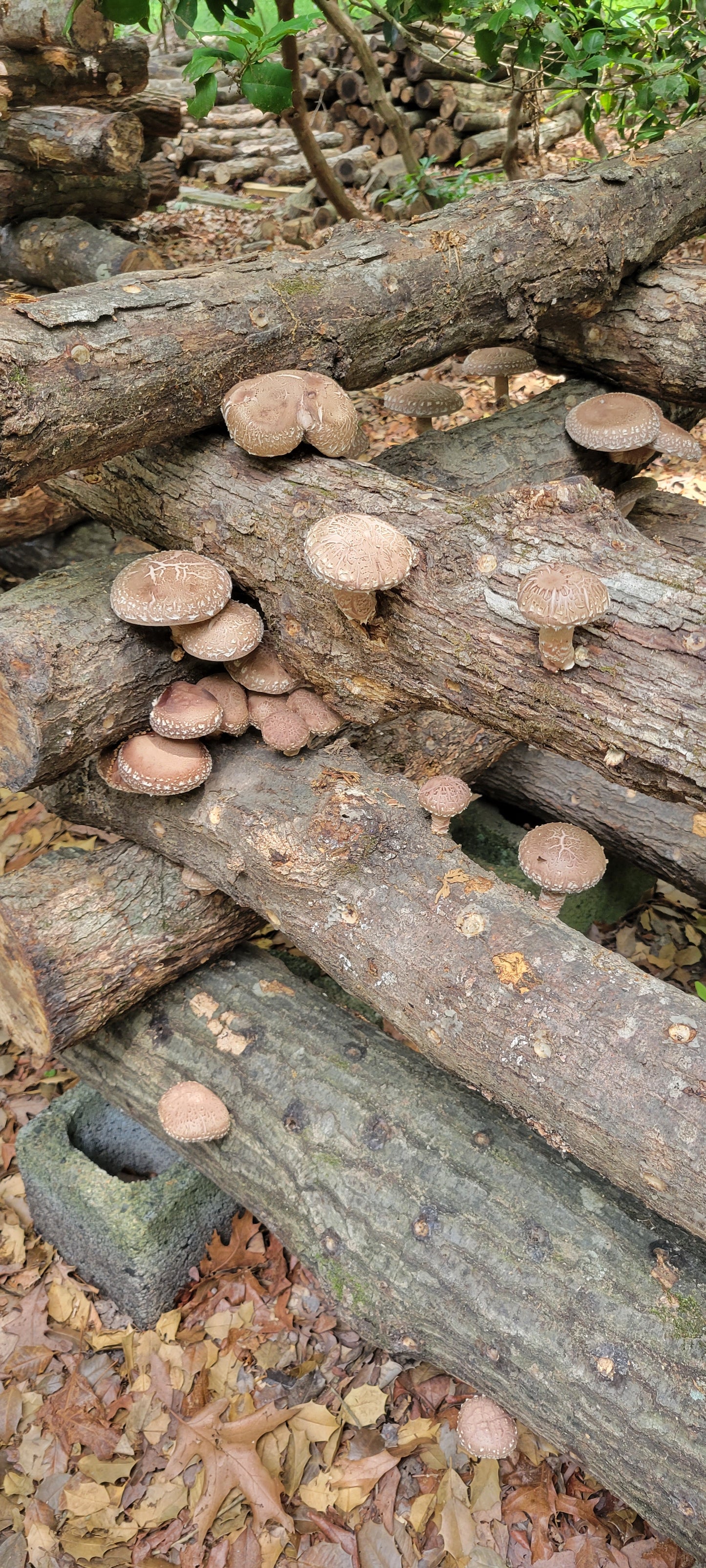 Shiitake Mushrooms