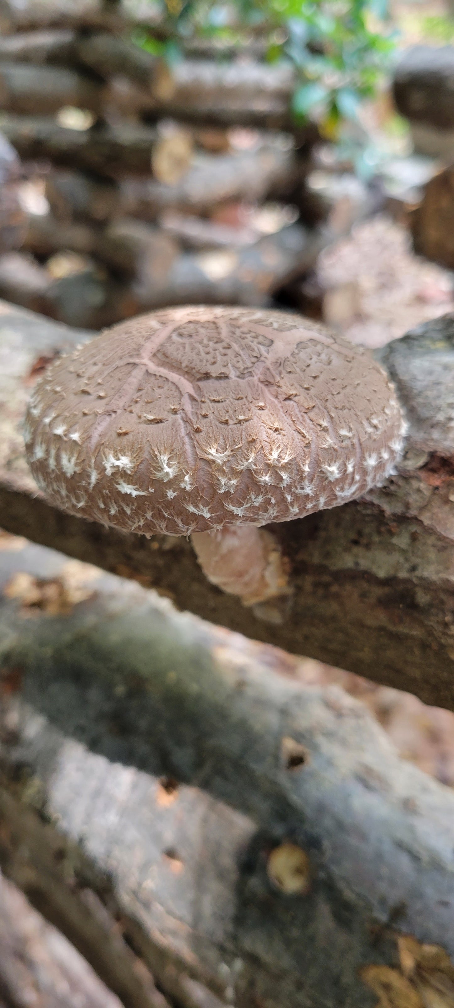 Shiitake Mushrooms