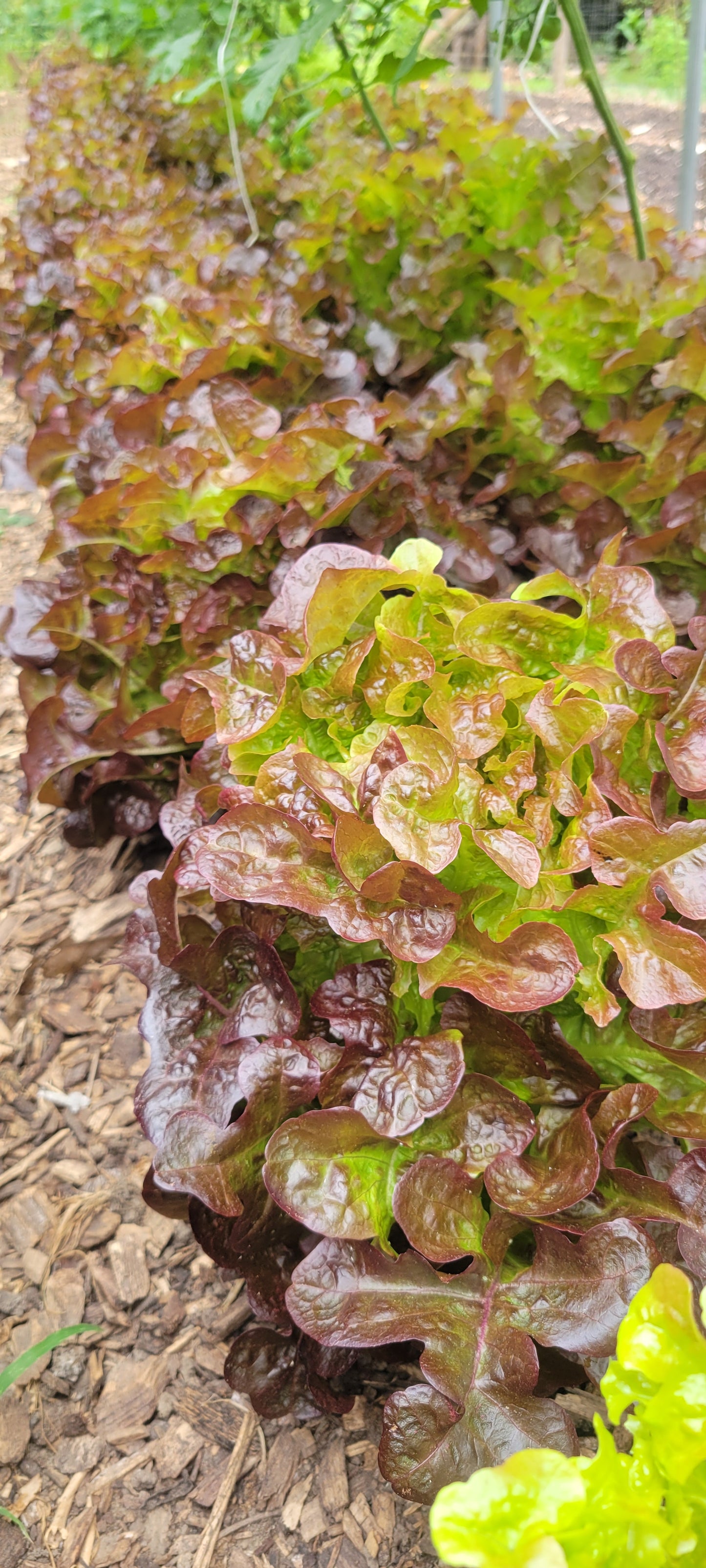 Rouxai Oakleaf Lettuce Mix