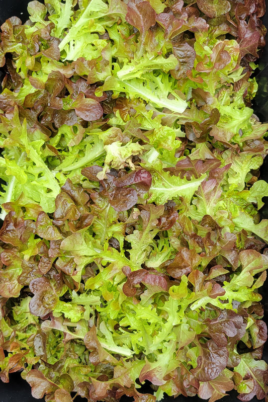 Rouxai Oakleaf Lettuce Mix