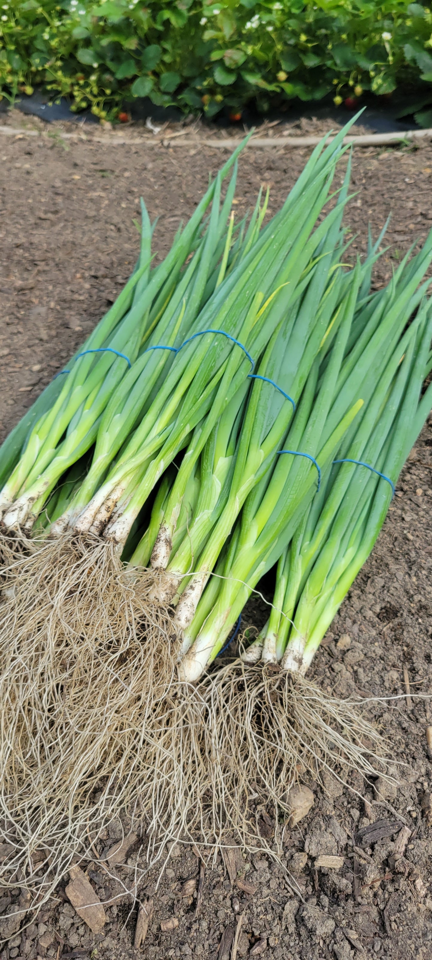 Green onions