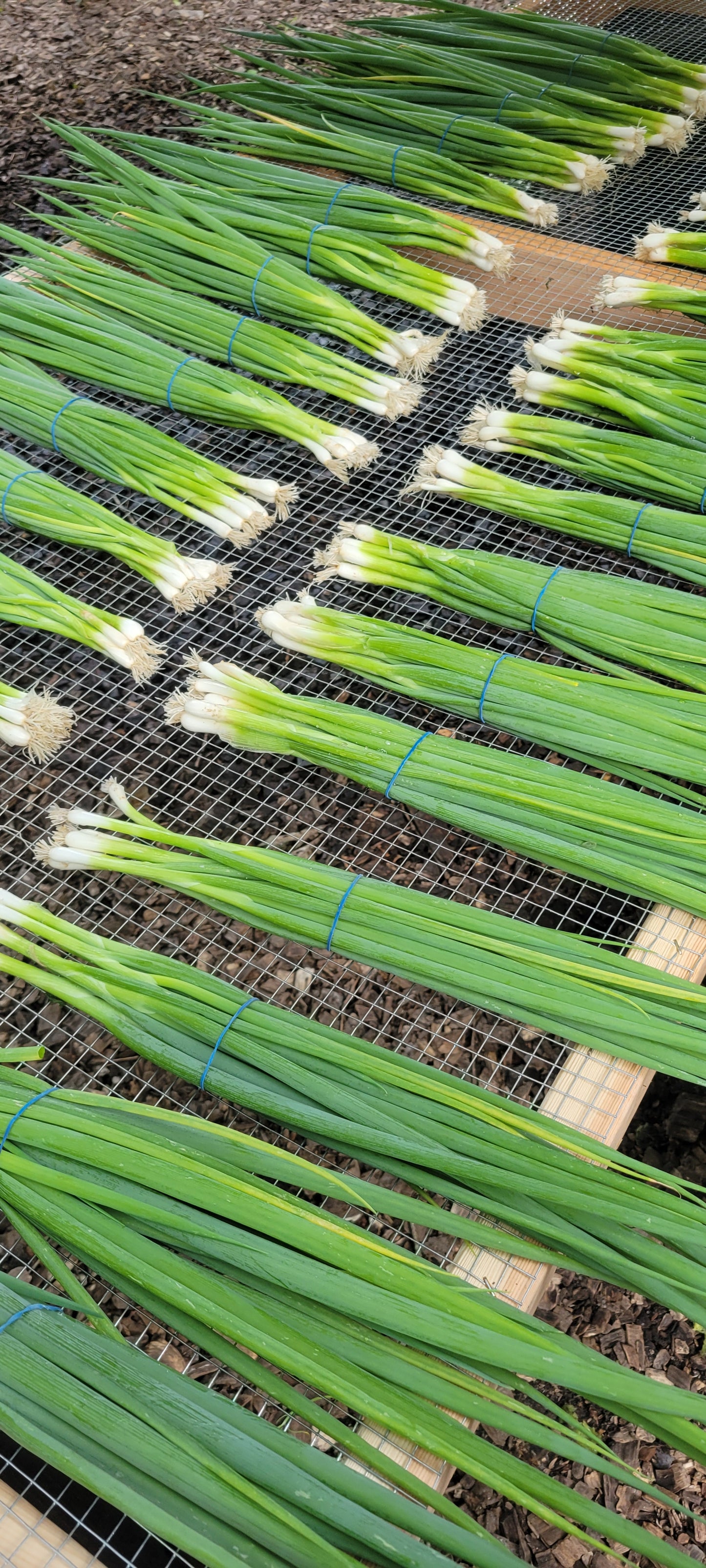 Green onions