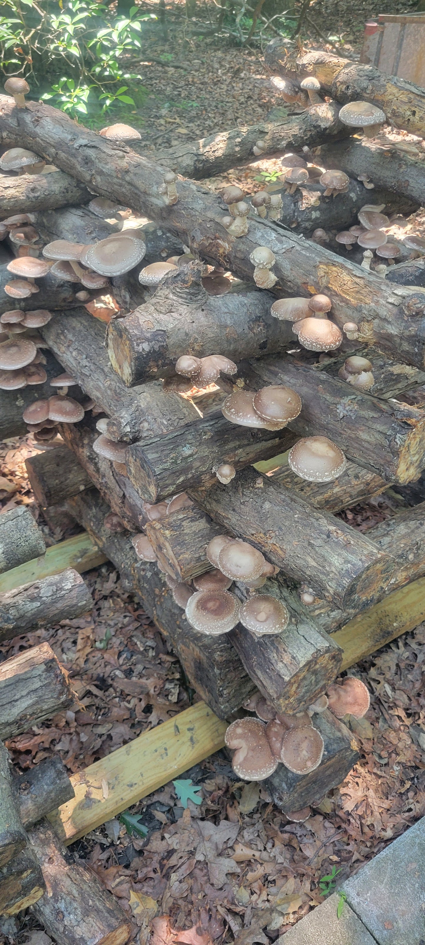 Shiitake Mushrooms