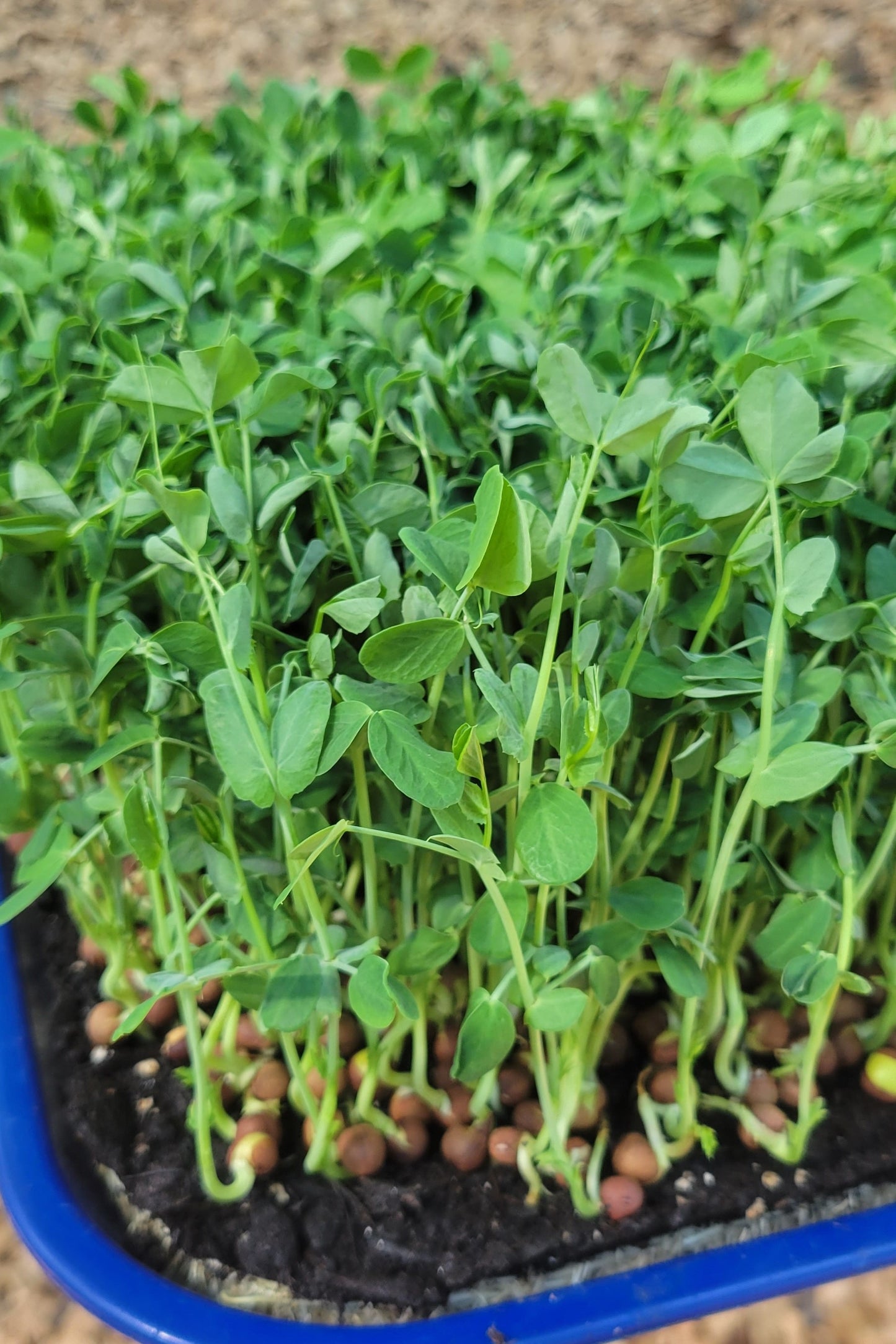 Speckled Pea Microgreens