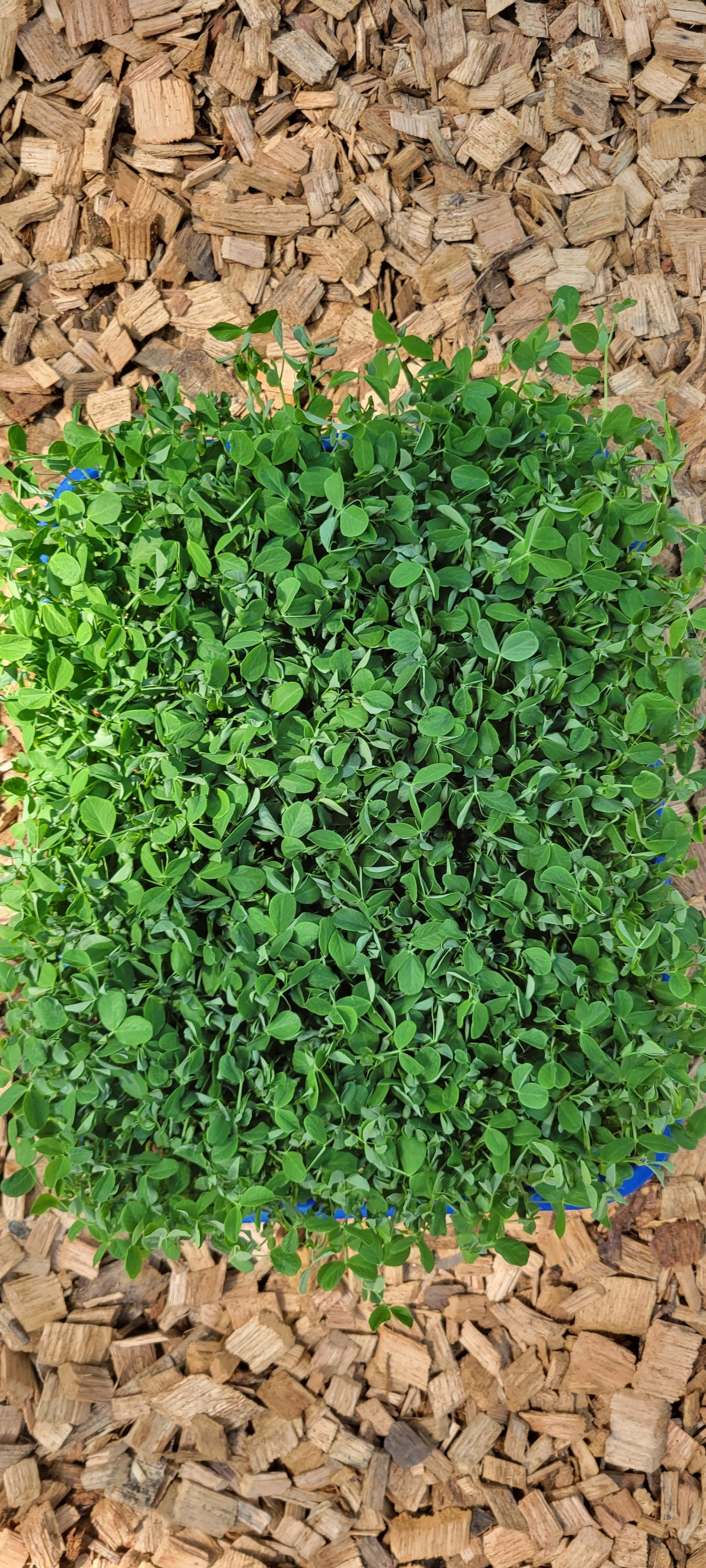 Speckled Pea Microgreens