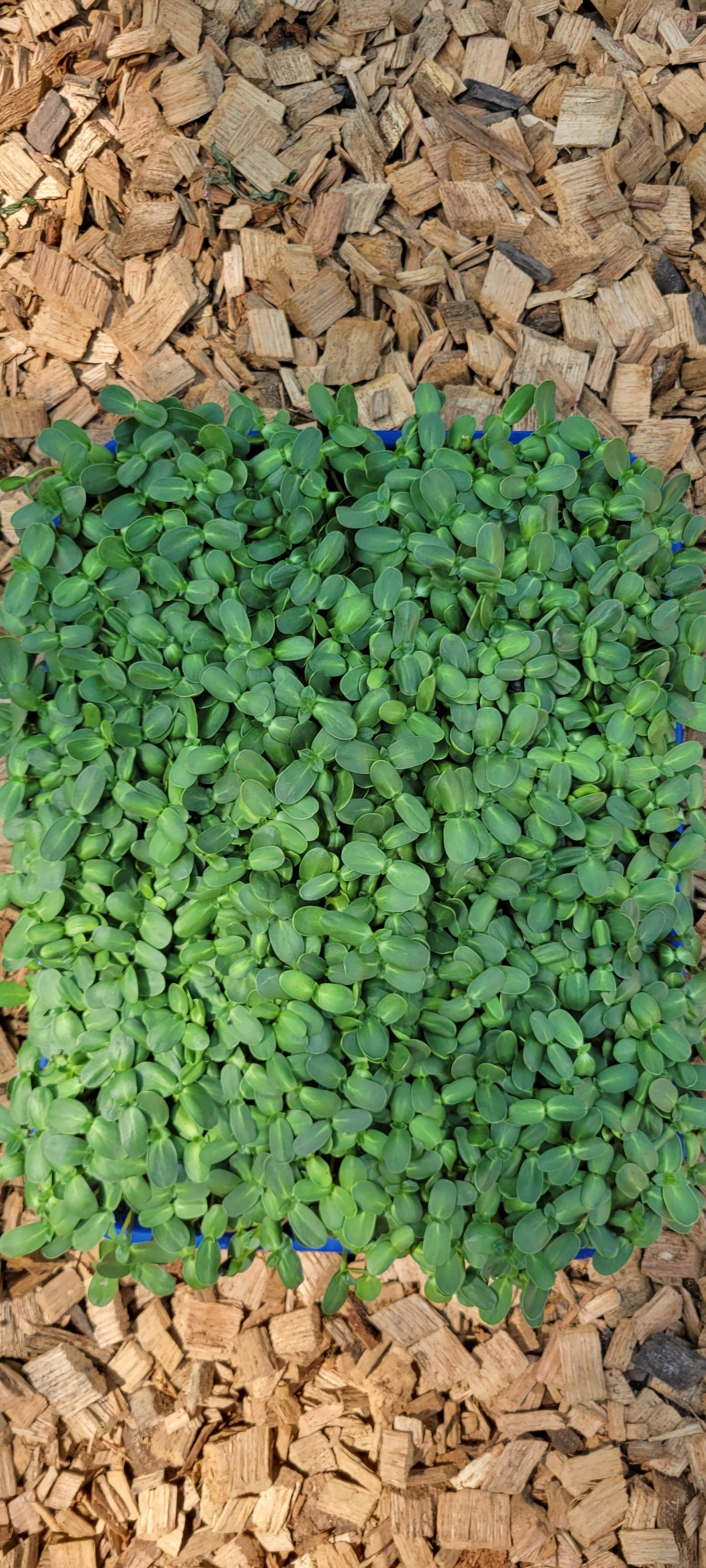 Black Oil Sunflower Microgreens