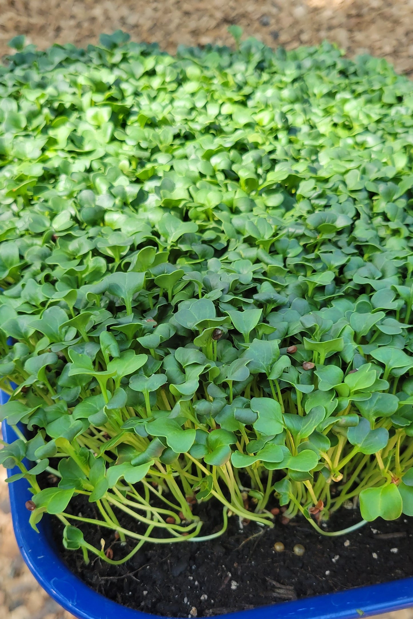 Salad Mix Microgreens