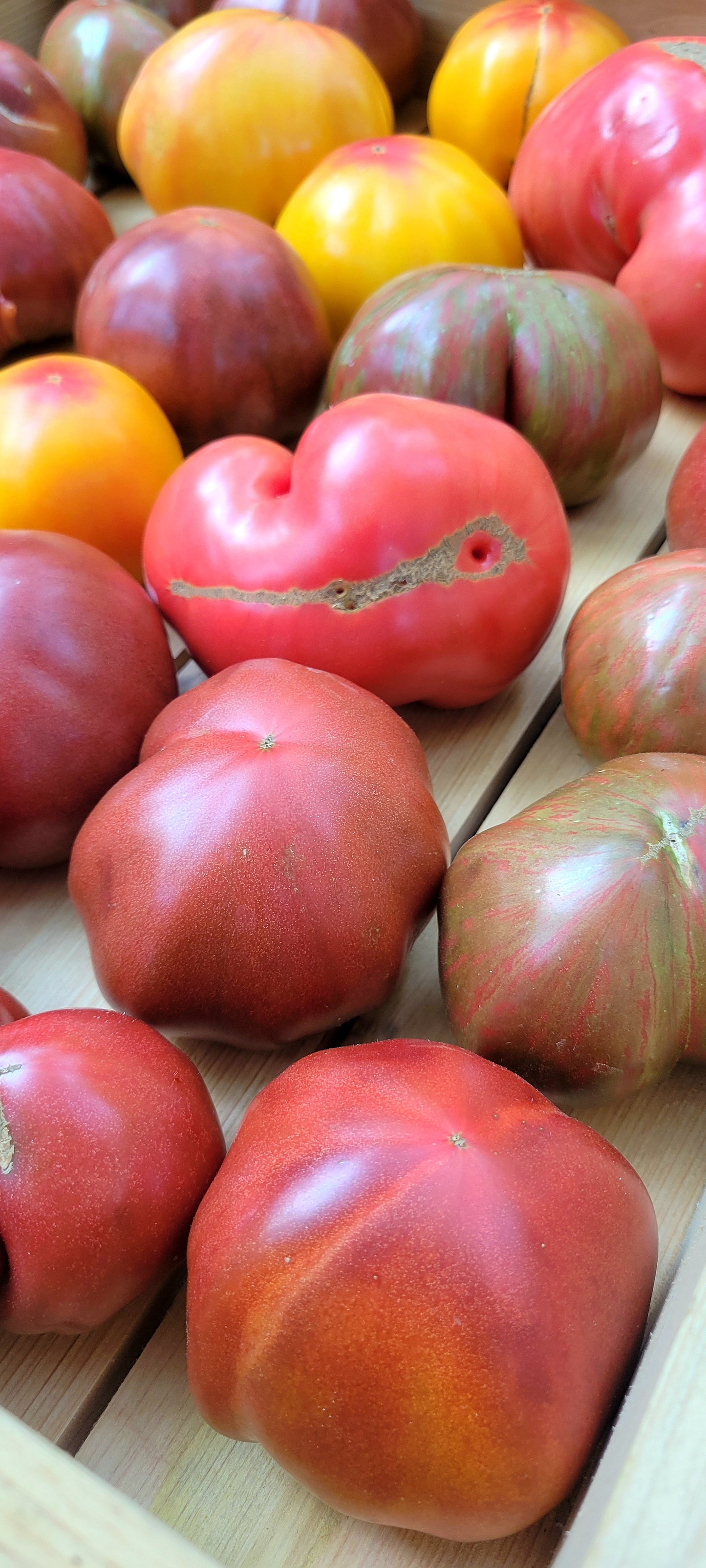 Heirloom Tomatoes