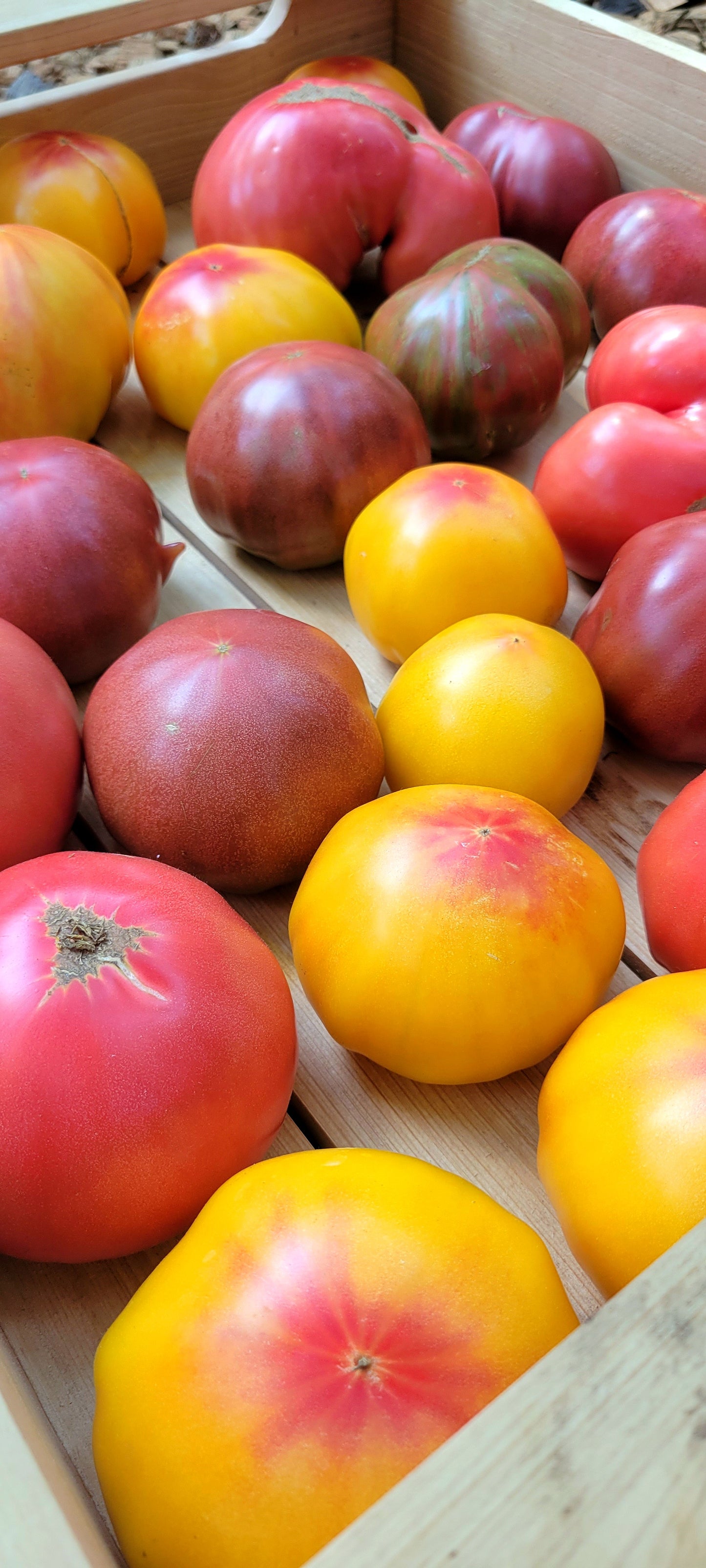 Heirloom Tomatoes