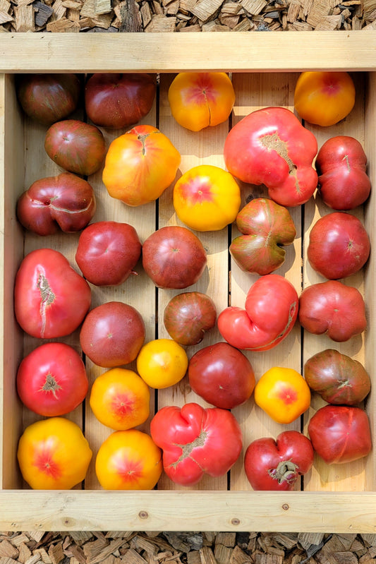 Heirloom Tomatoes