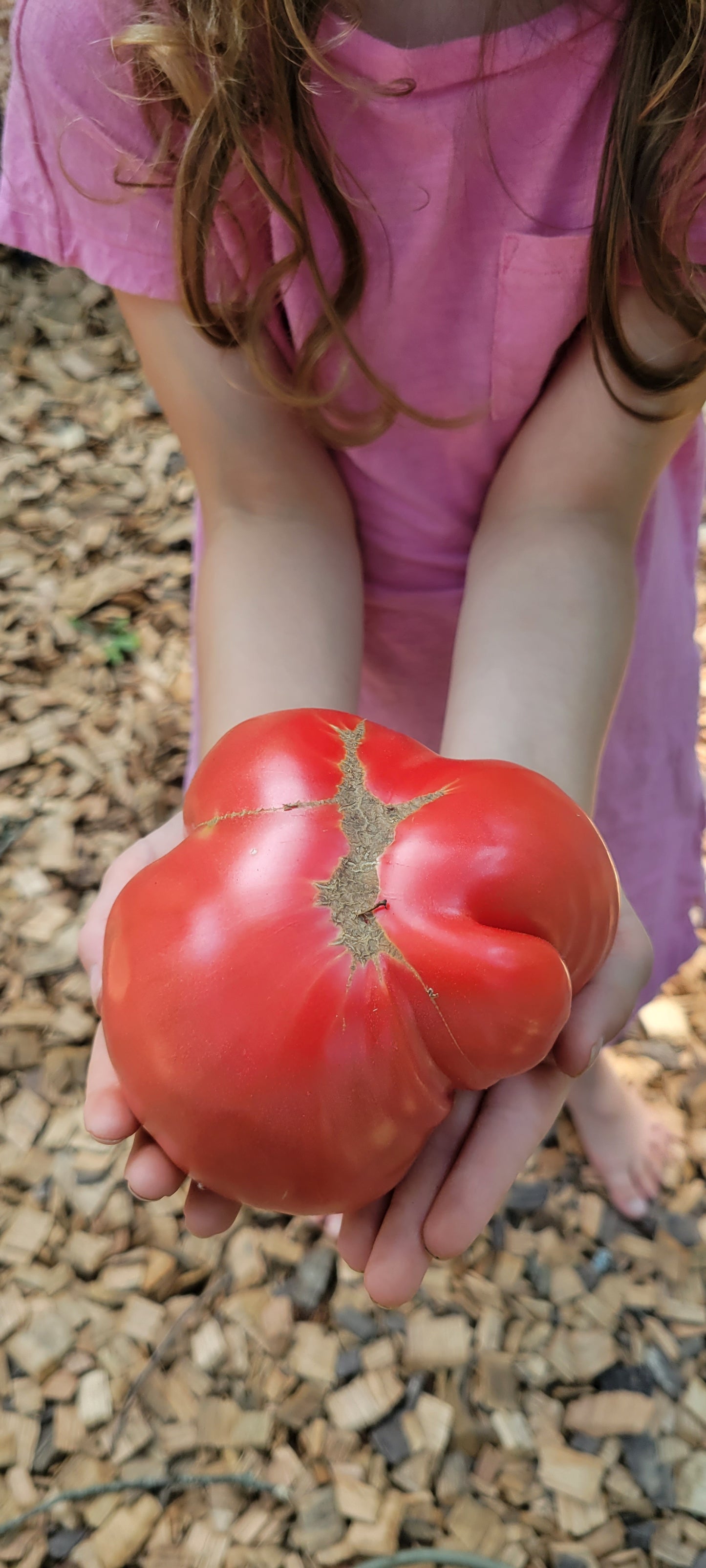 Heirloom Tomatoes