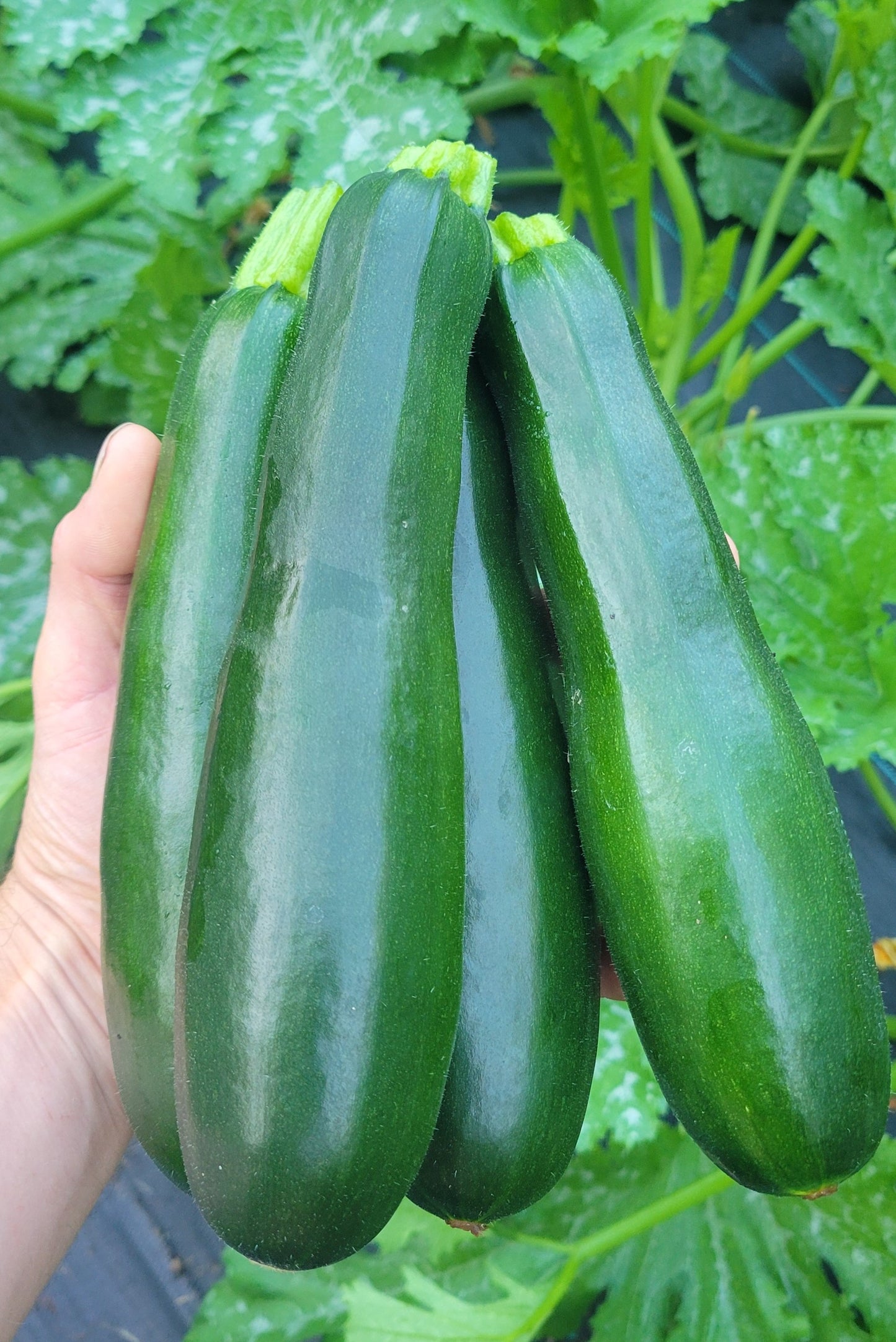 Zucchini
